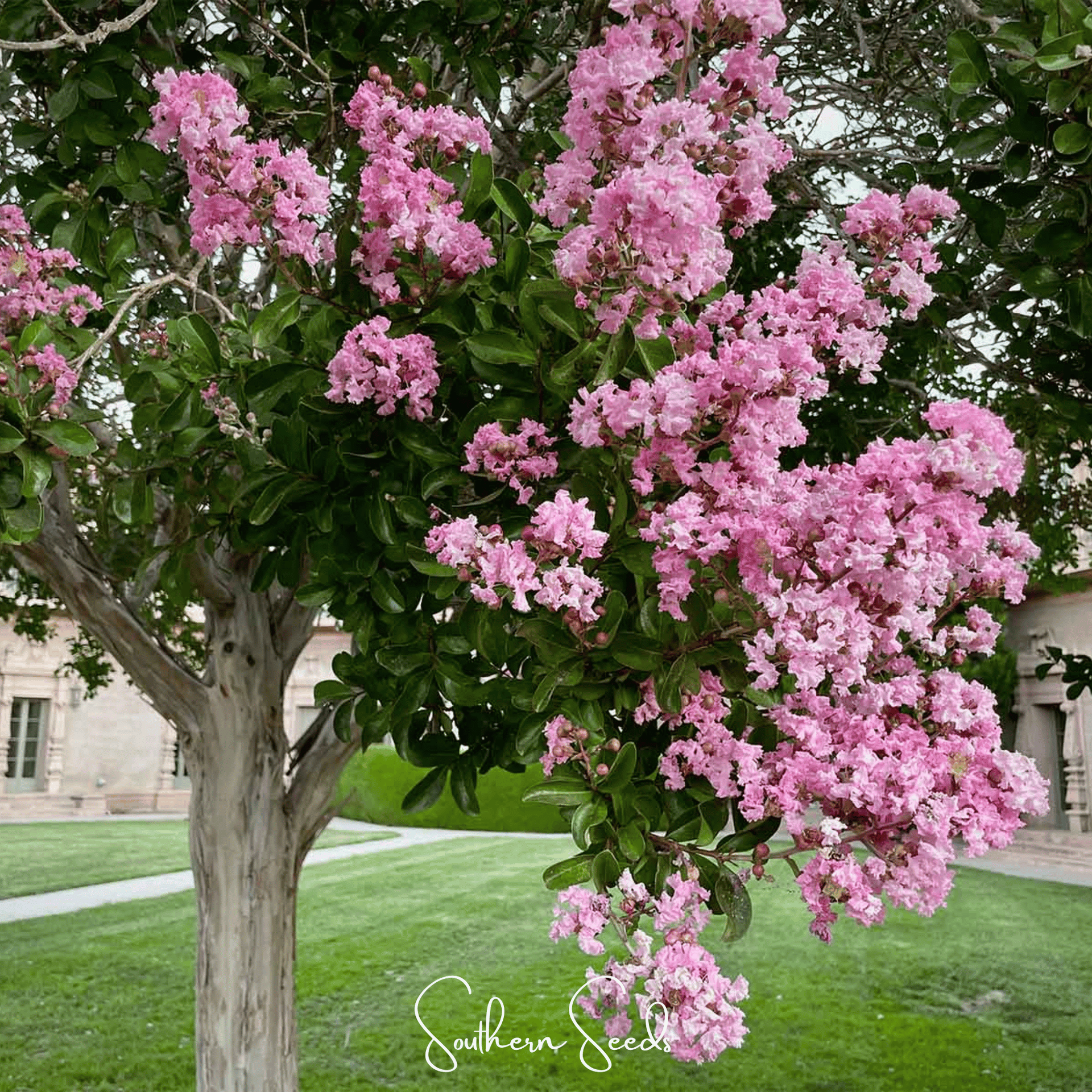 Crape Myrtle – 50 Seeds
