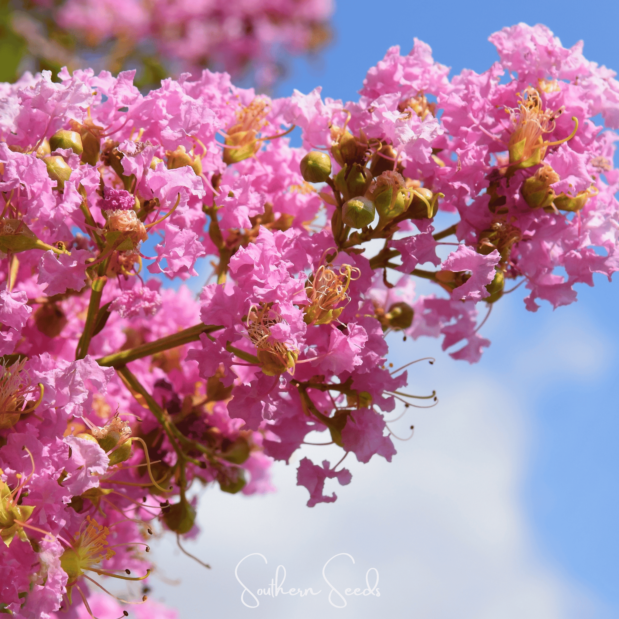 Crape Myrtle – 50 Seeds