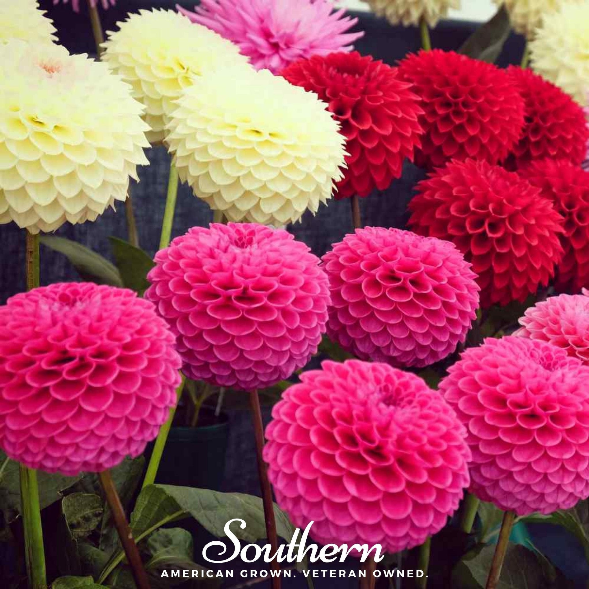 Pompon Dahlia Mix – 25 Seeds