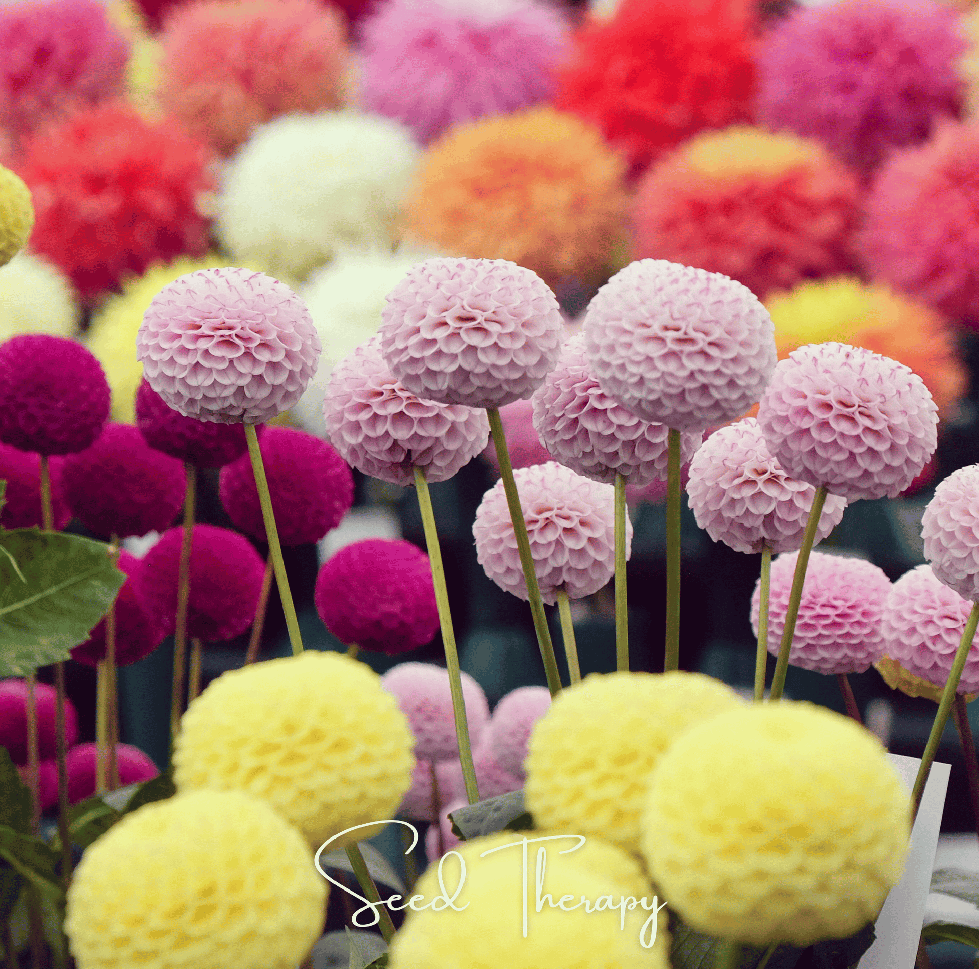 Pompon Dahlia Mix – 25 Seeds