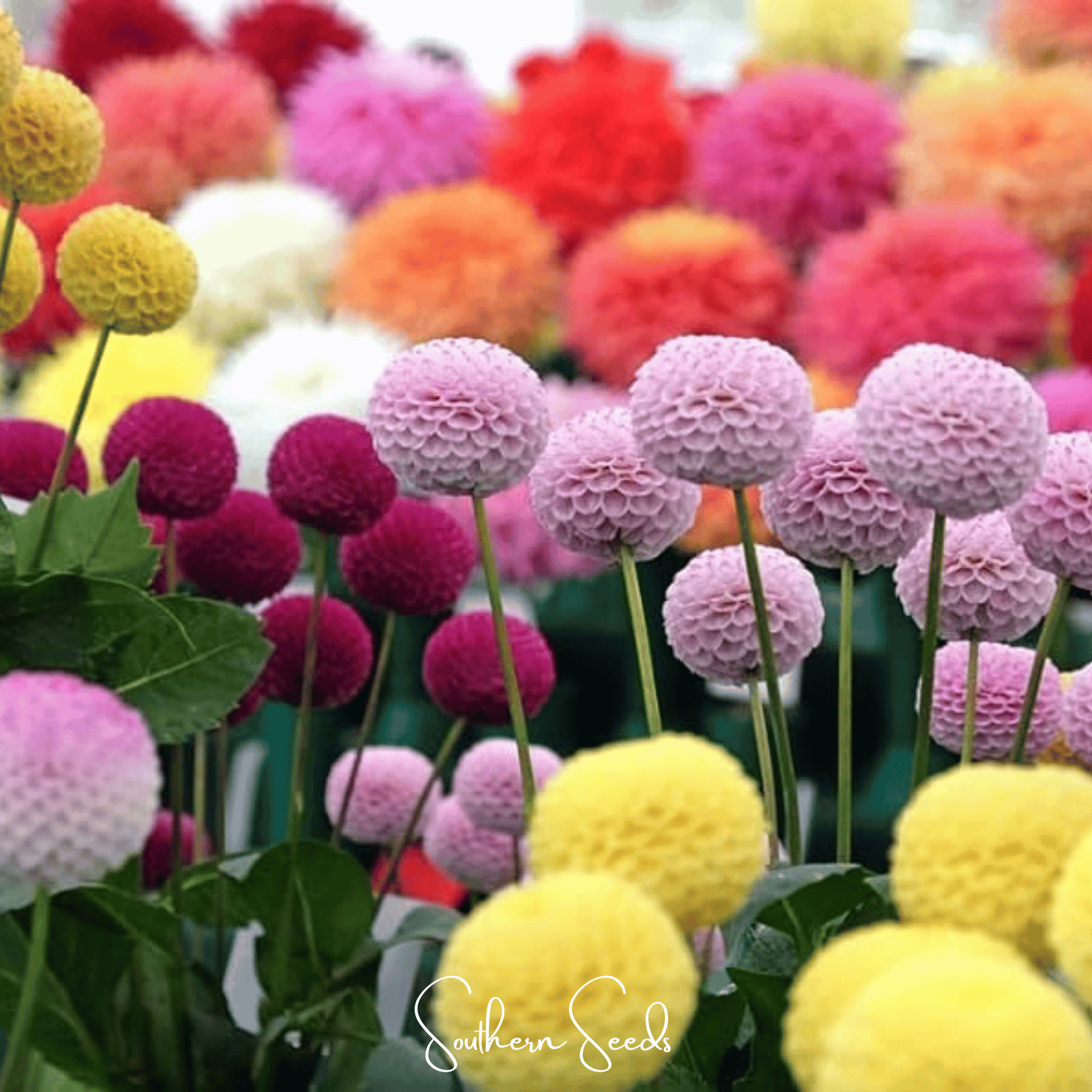 Pompon Dahlia Mix – 25 Seeds