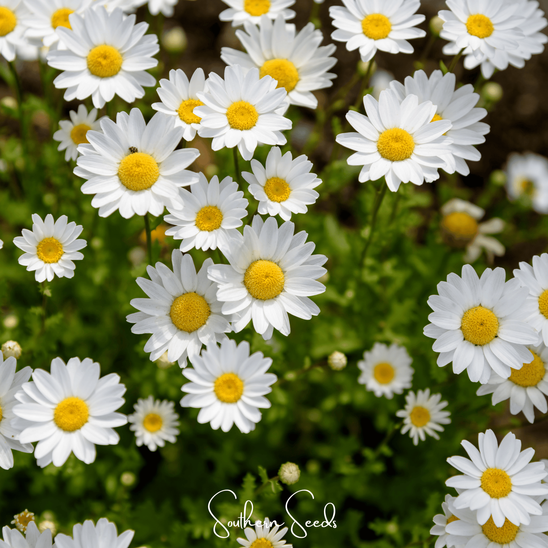 Creeping Daisy – 100 Seeds