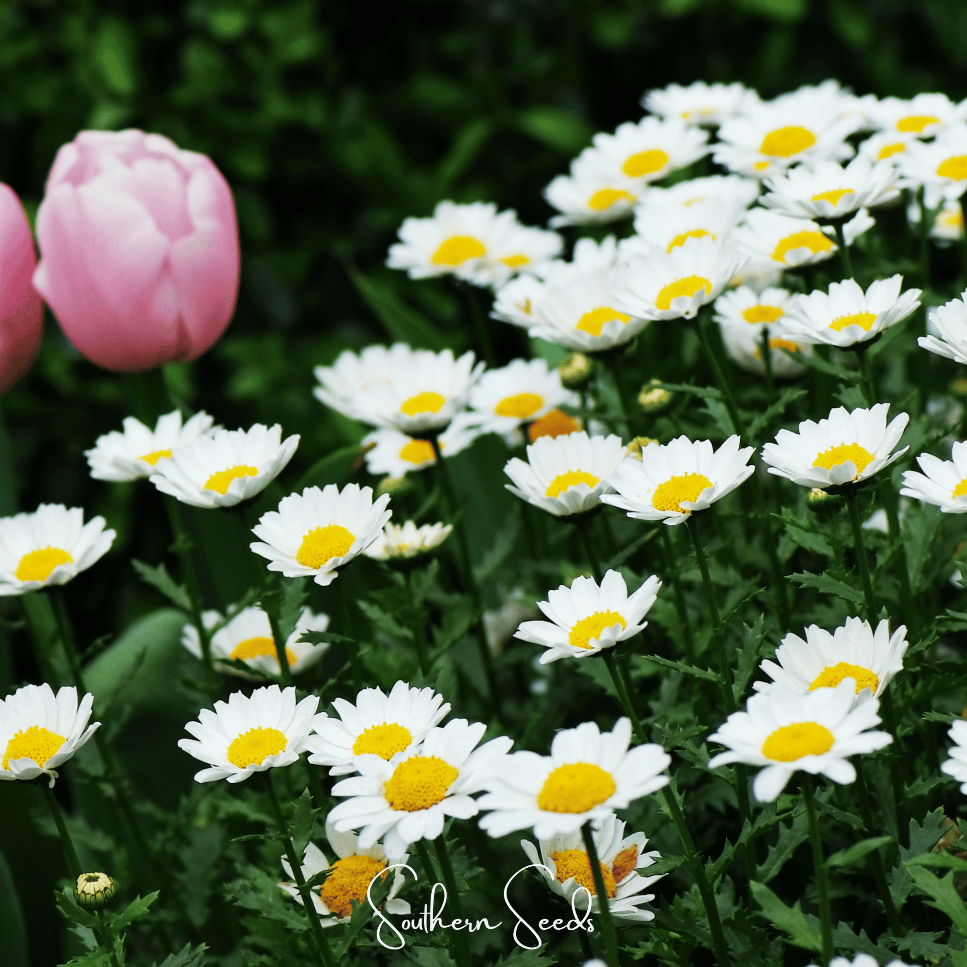 Creeping Daisy – 100 Seeds