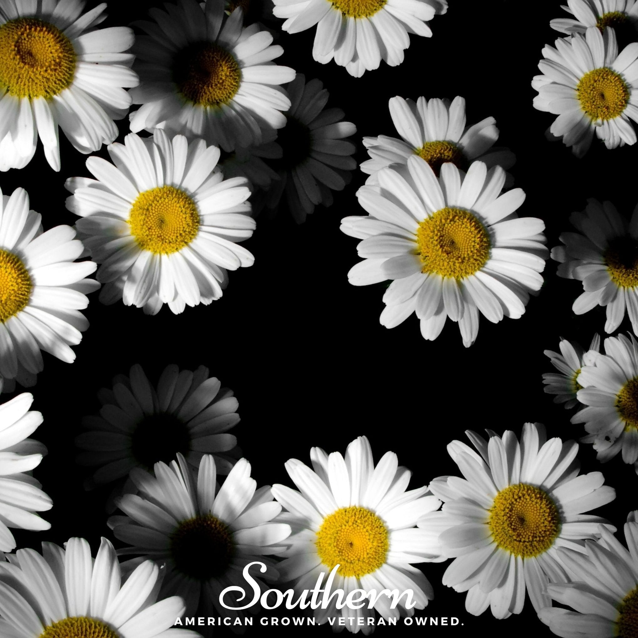Dwarf Shasta Daisy – 100 Seeds