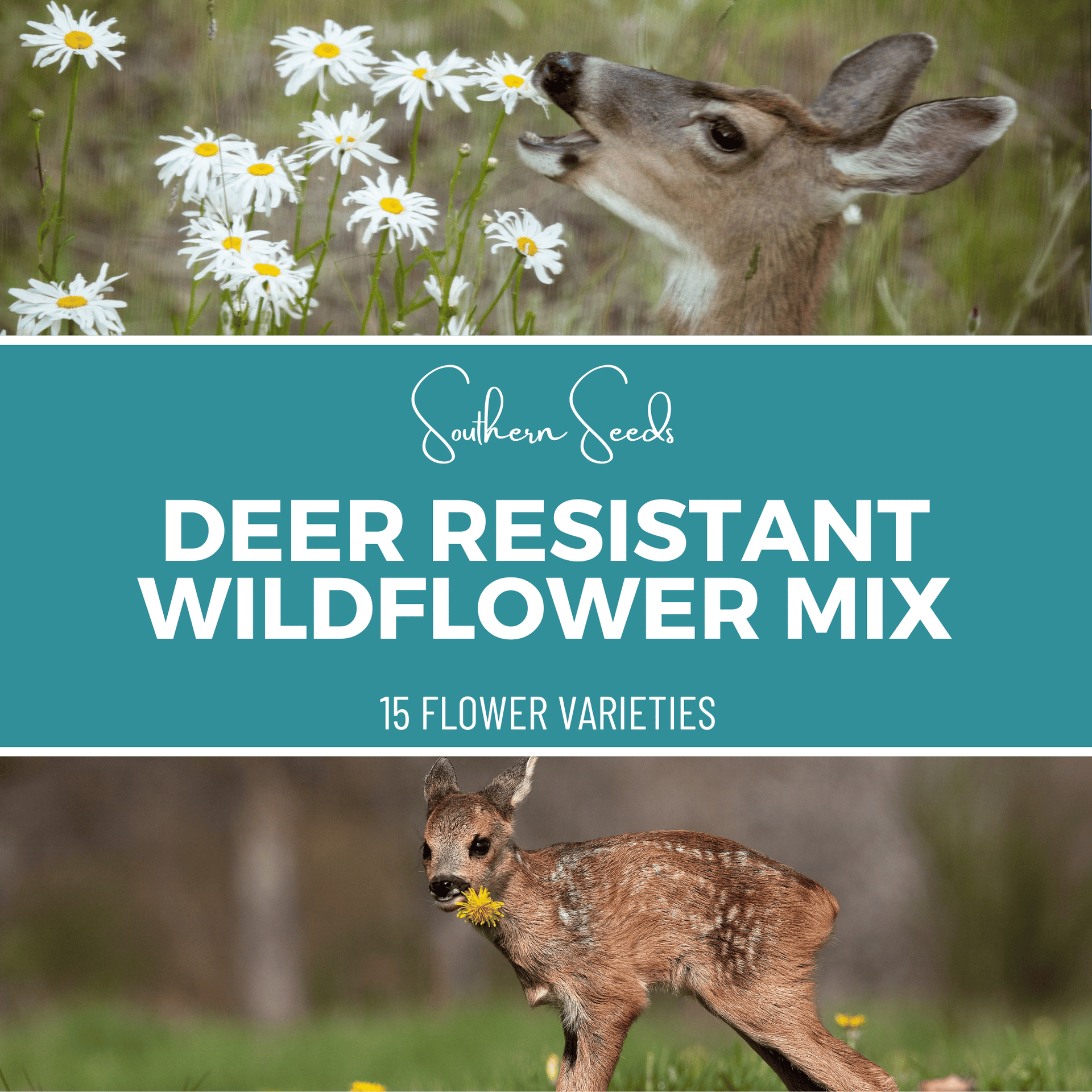 Deer Resistant Wildflower Seed Mix (15 Varieties) – 1,000 Seeds