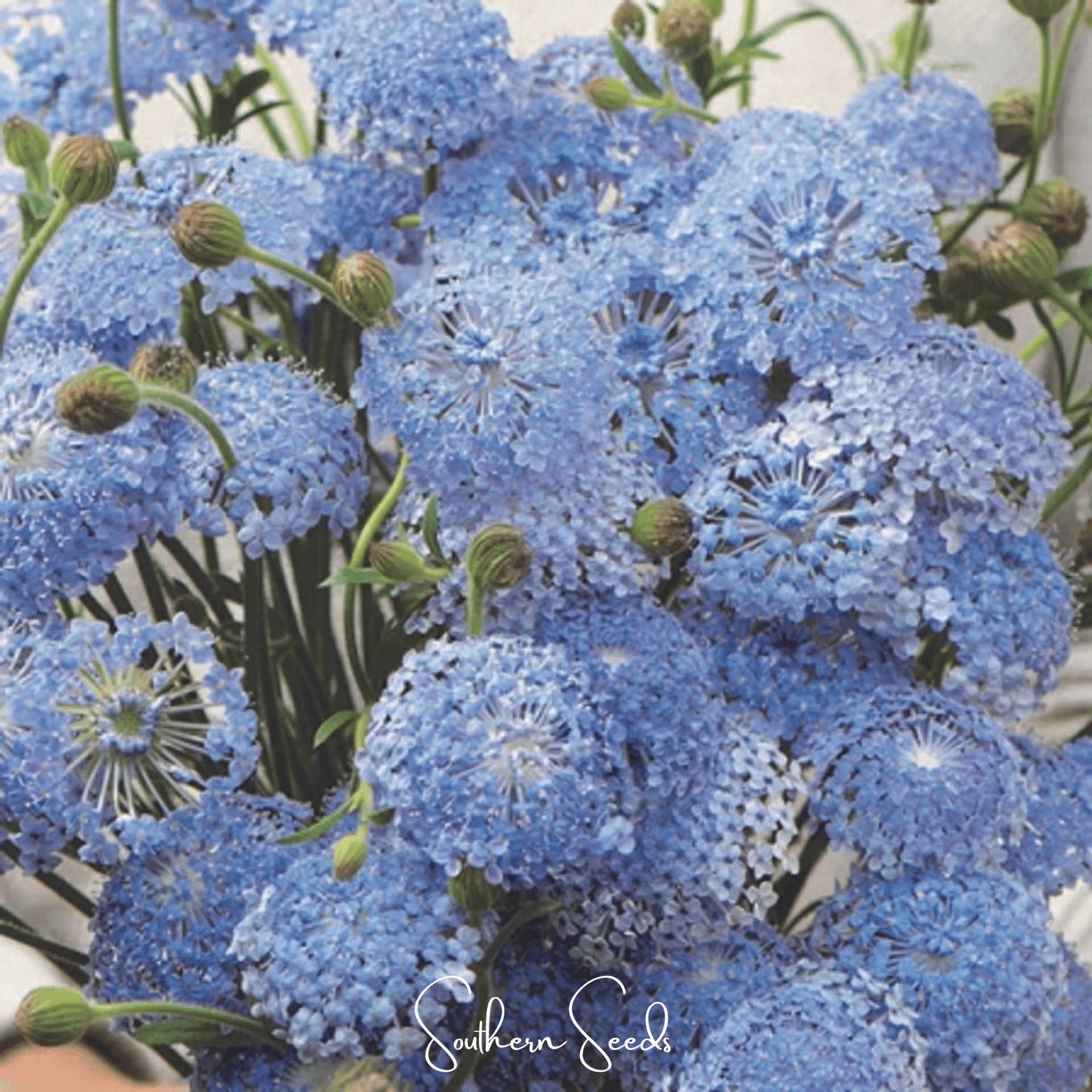 Blue Lace Flower Didiscus – 50 Seeds