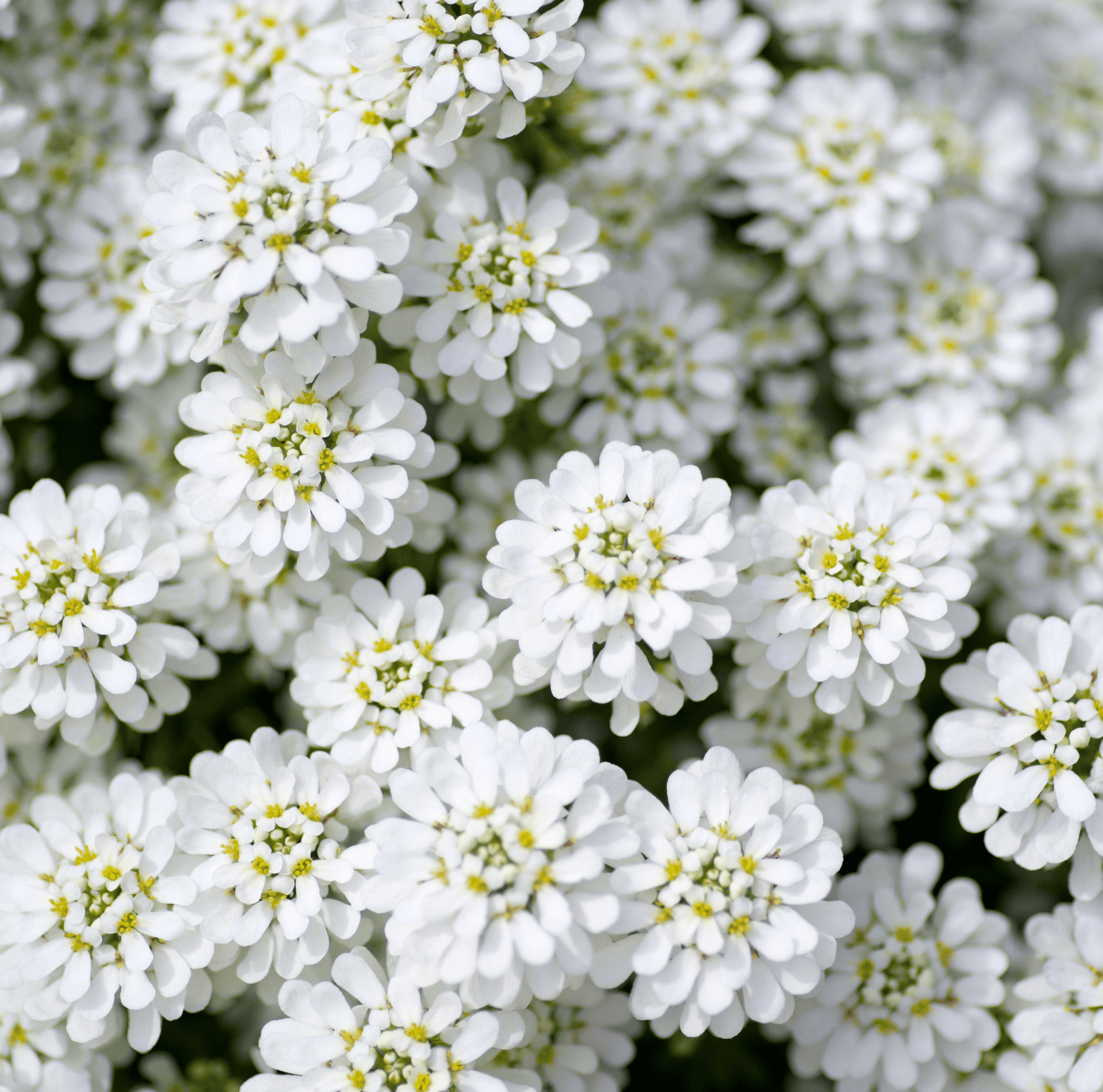 Empress Rocket Candytuft – 100 Seeds