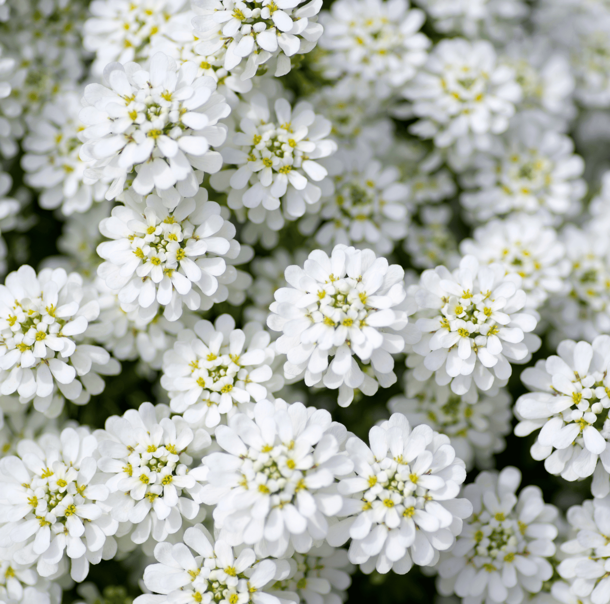 Empress Rocket Candytuft – 100 Seeds