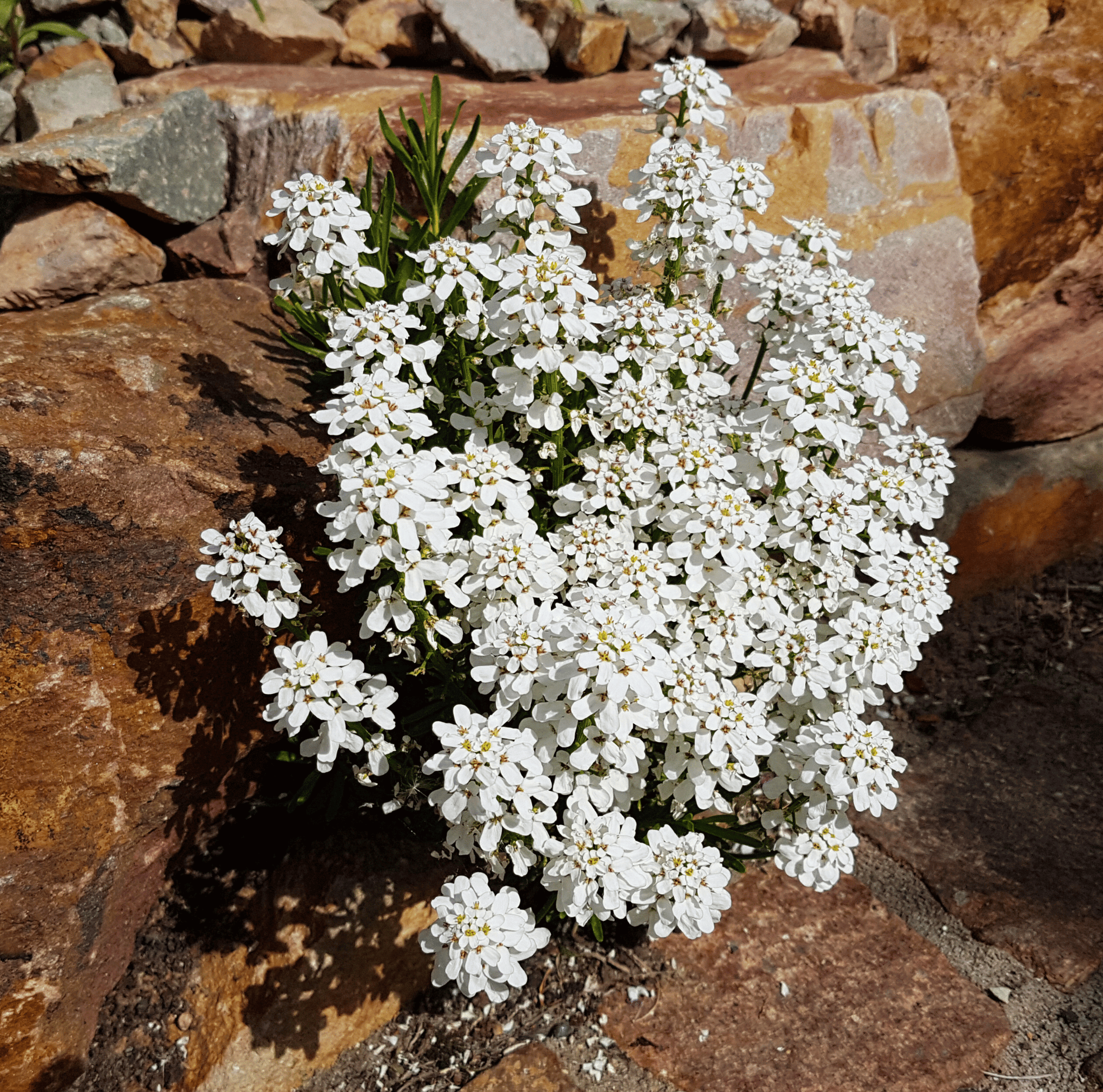 Empress Rocket Candytuft – 100 Seeds