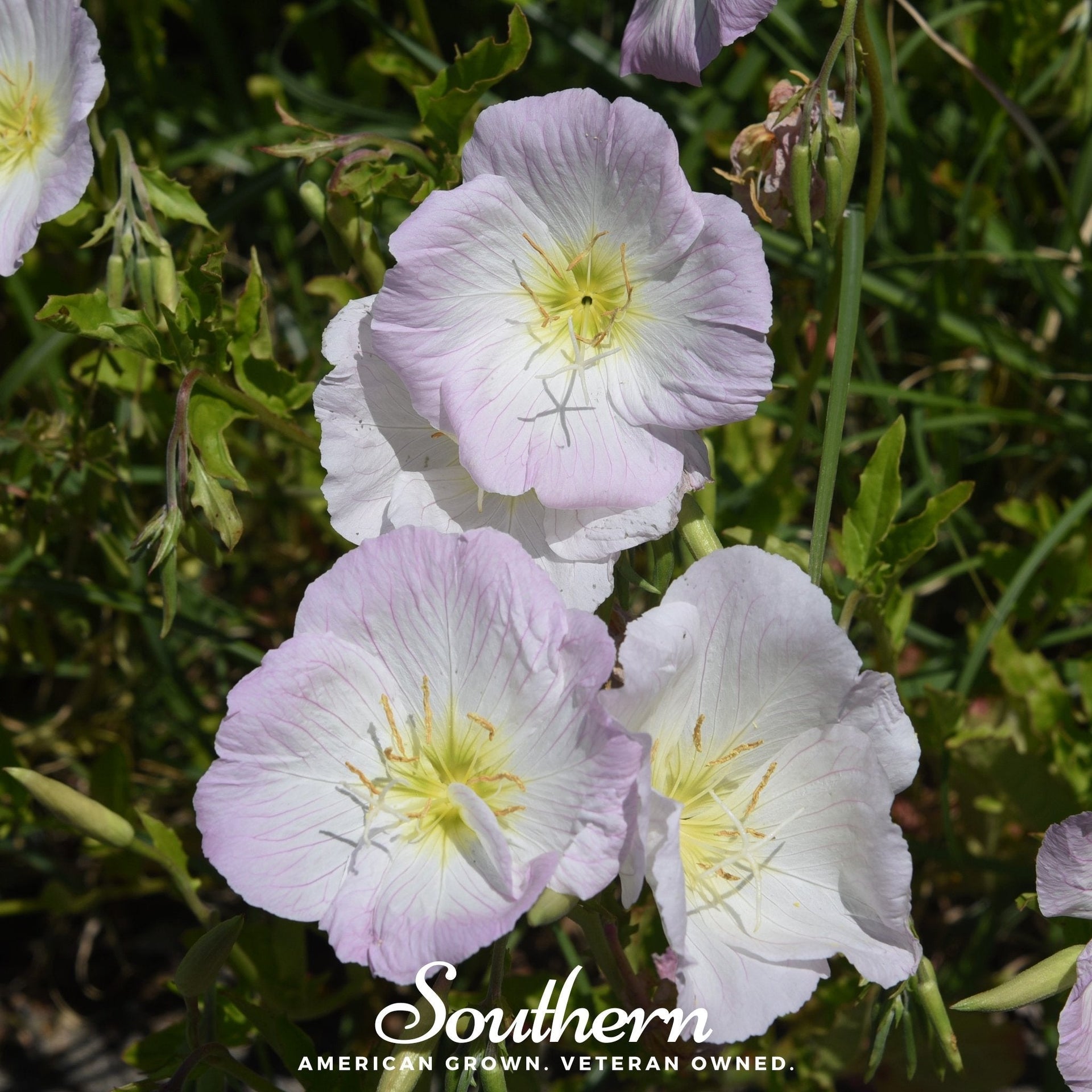 Showy Evening Primrose (Pink Ladies) – 100 Seeds