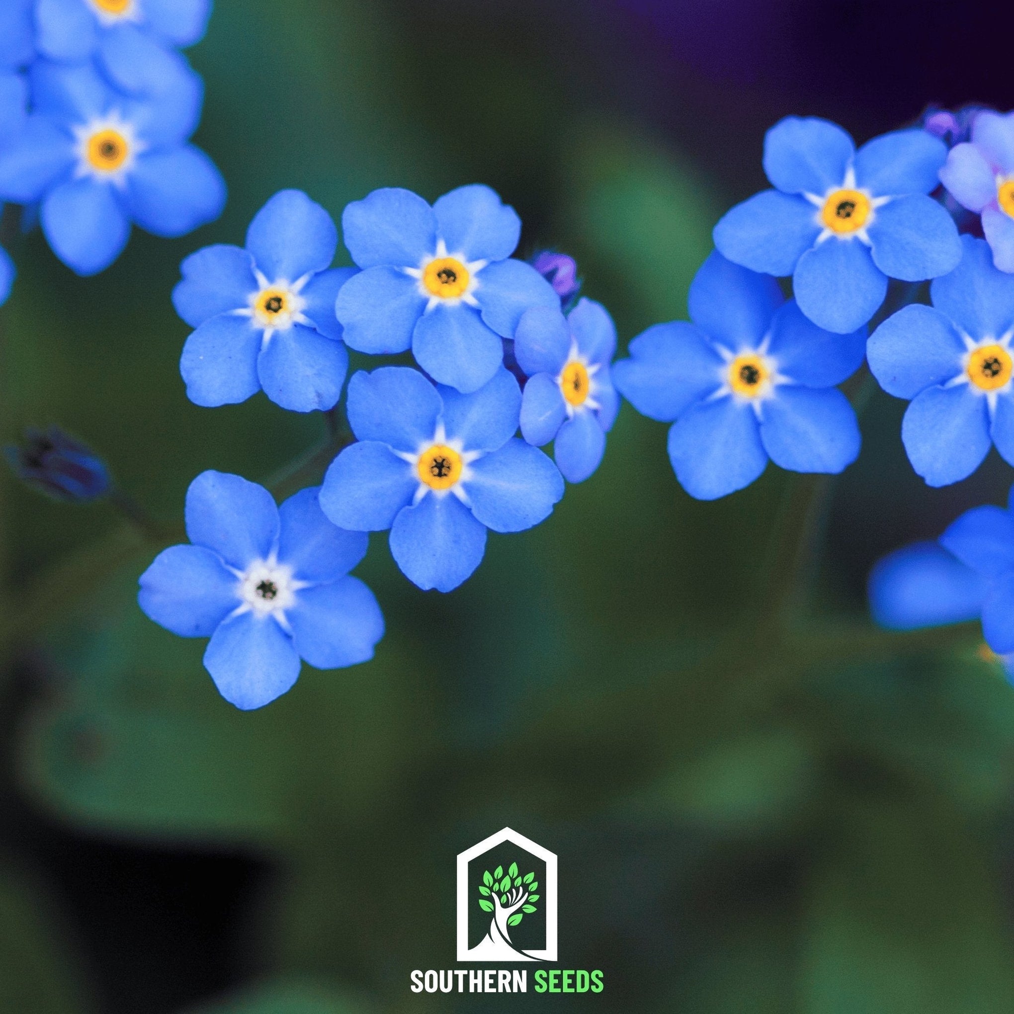 Forget Me Not – 100 Seeds