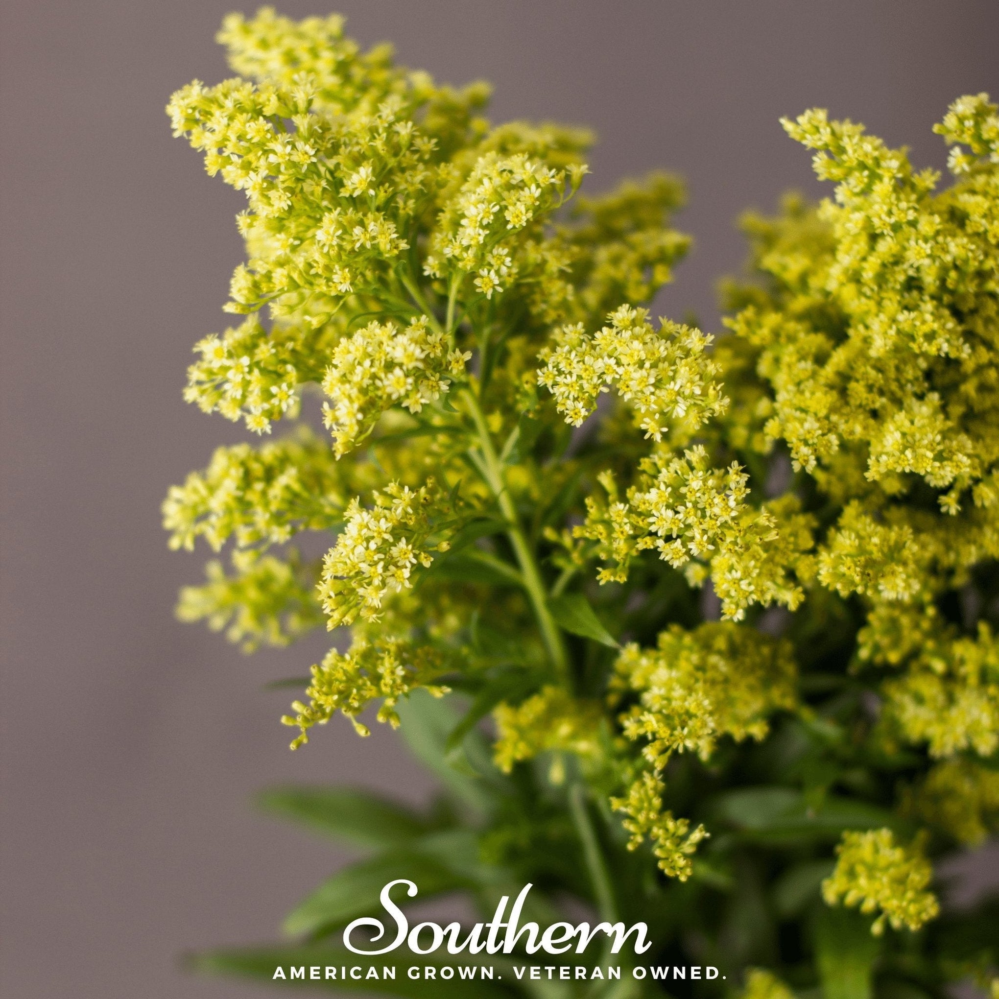 Showy Goldenrod – 100 Seeds