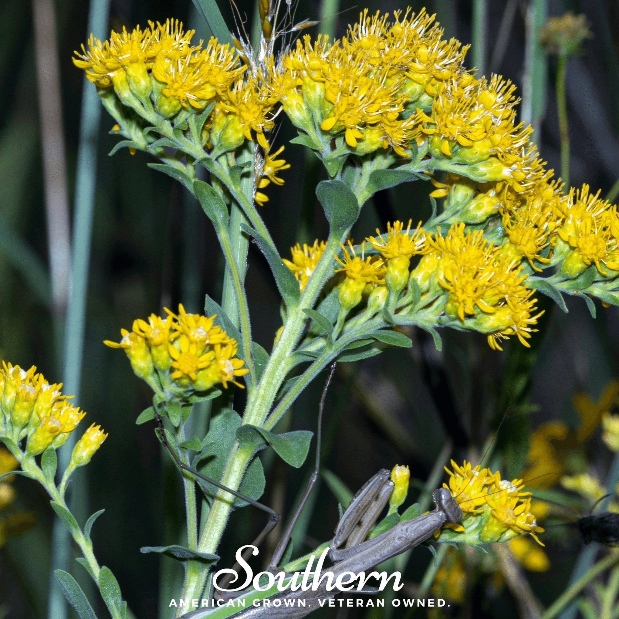 Stiff Goldenrod – 100 Seeds