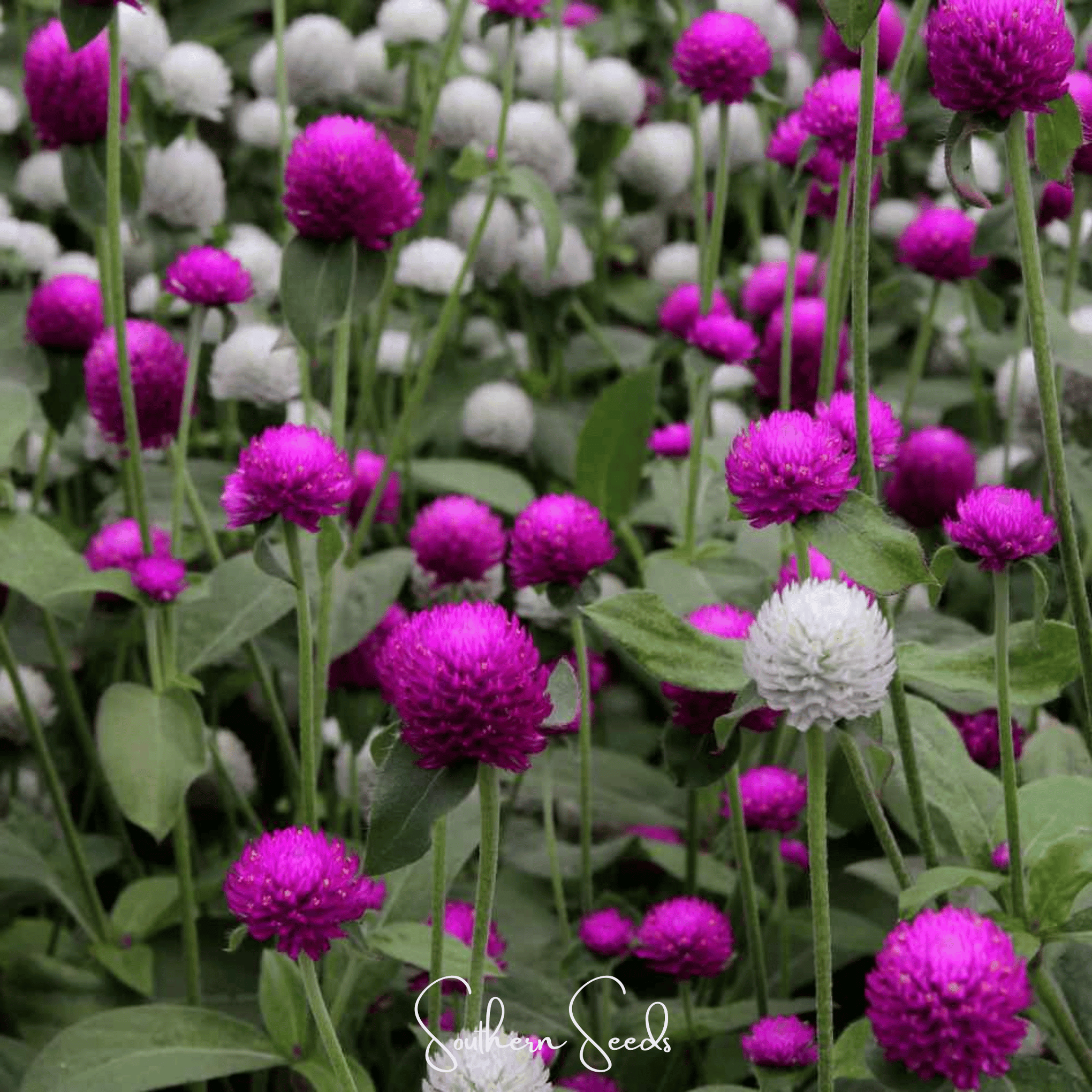 Globosa Mix Gomphrena – 50 Seeds