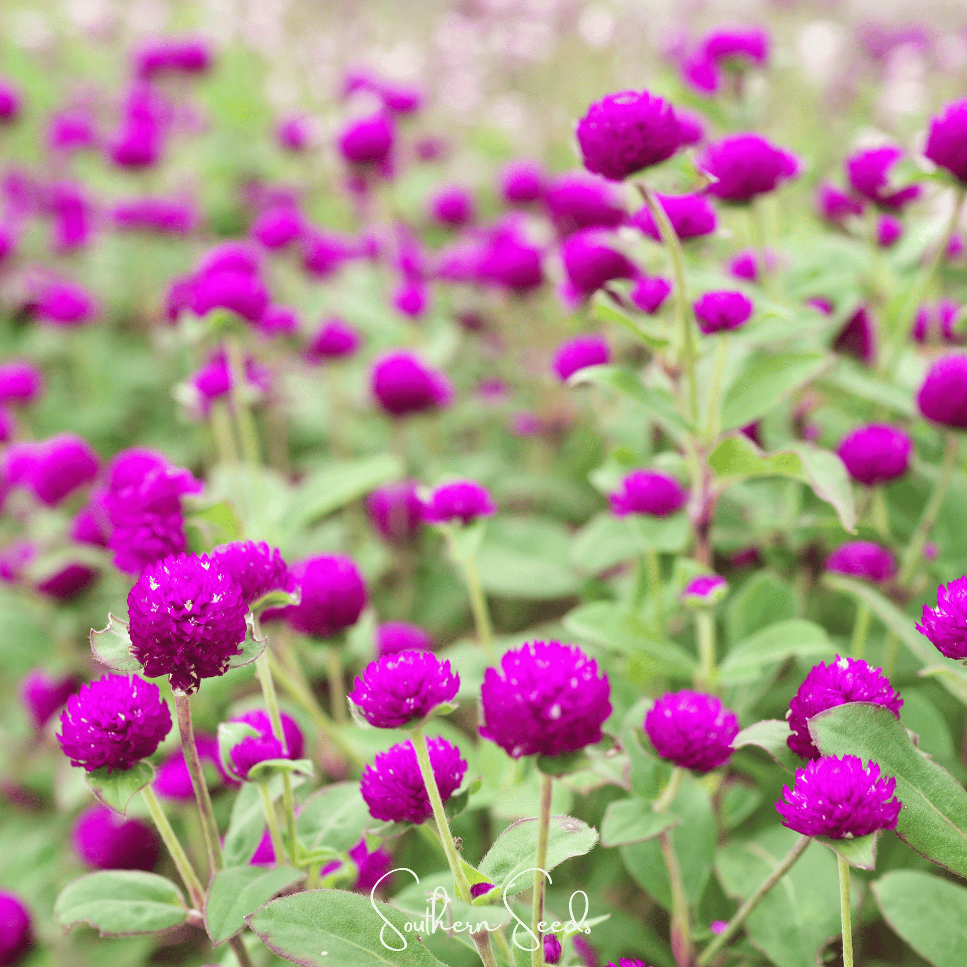 Purple Globosa Gomphrena – 50 Seeds