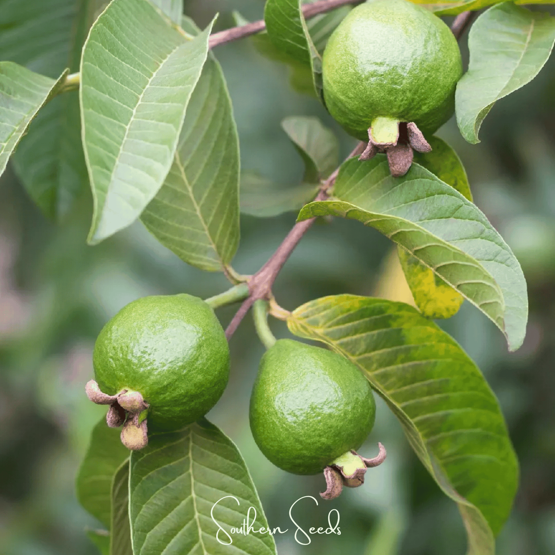 Guava – 25 Seeds