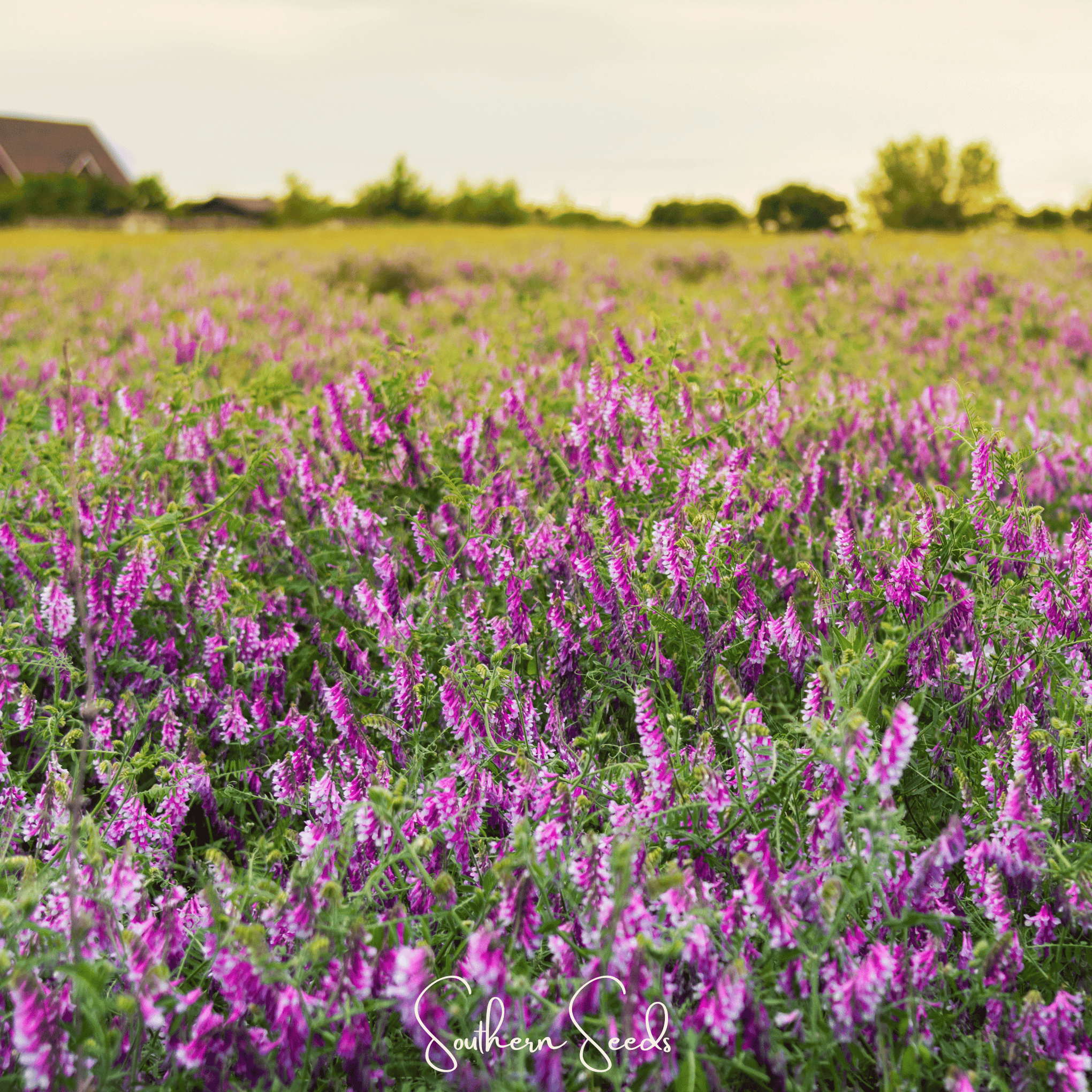 Hairy Vetch – 100 Seeds