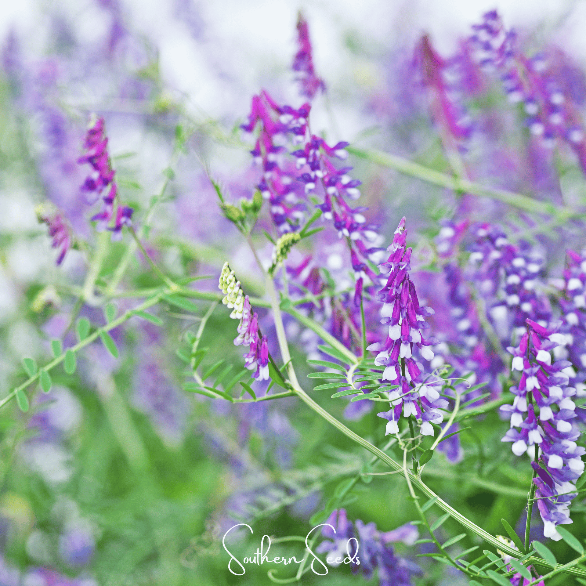Hairy Vetch – 100 Seeds