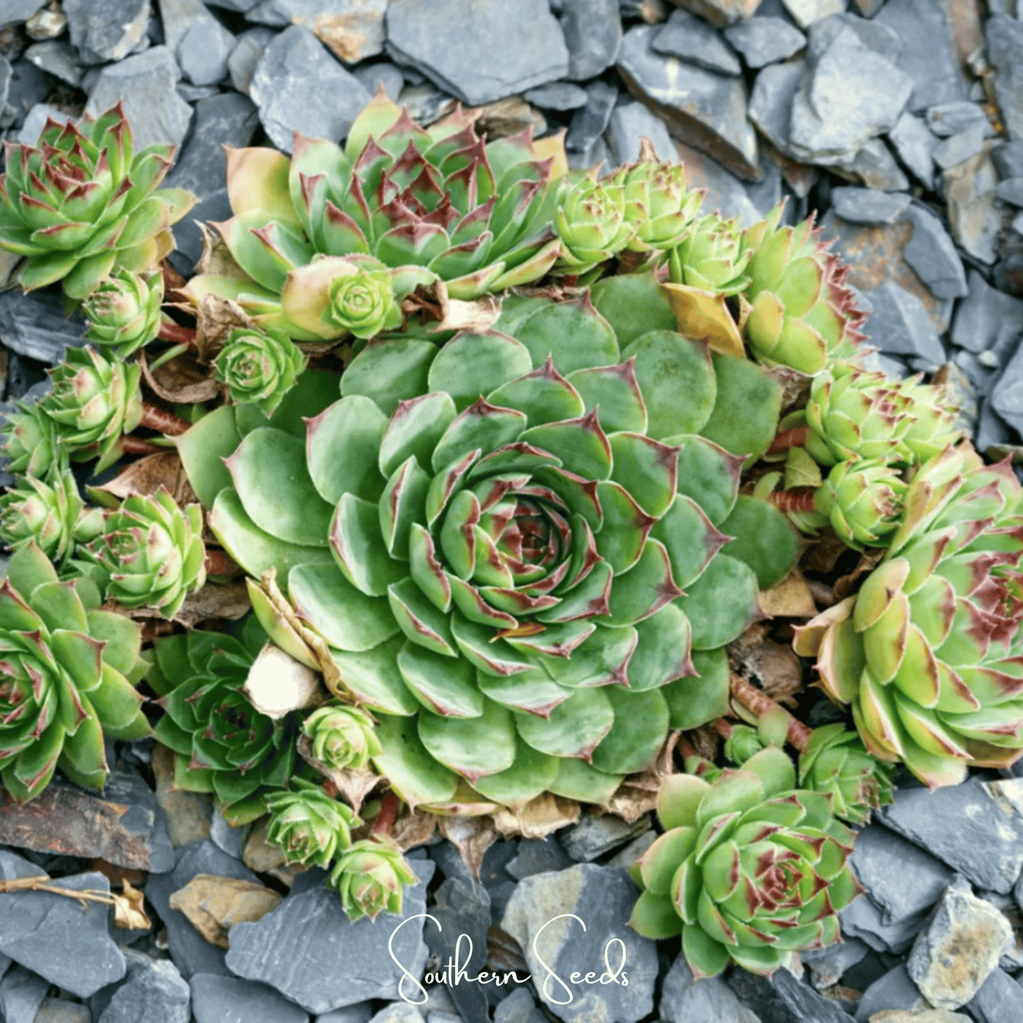 Hens & Chicks Cactus Mix – 30 Seeds