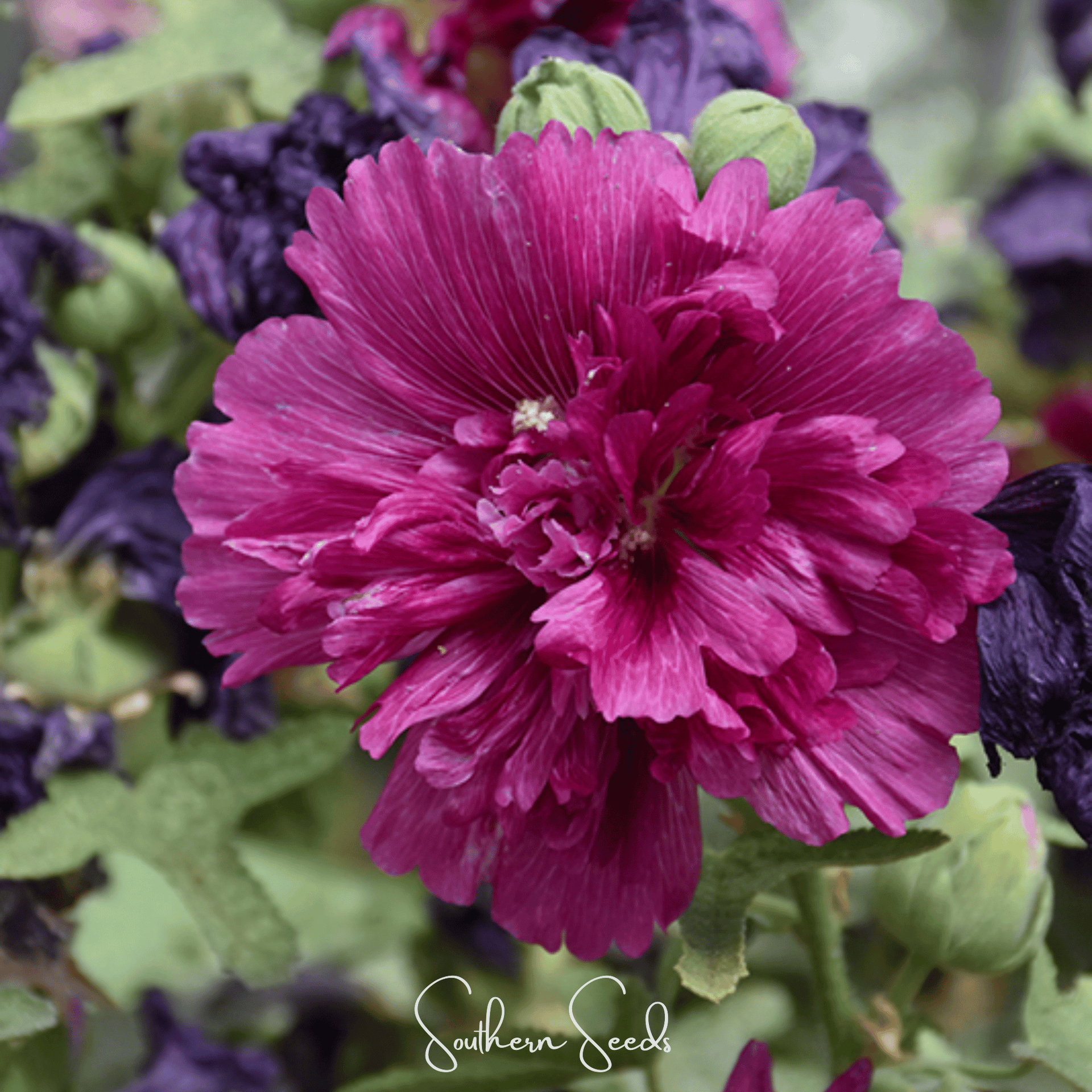 Queeny Purple Hollyhock – 25 Seeds