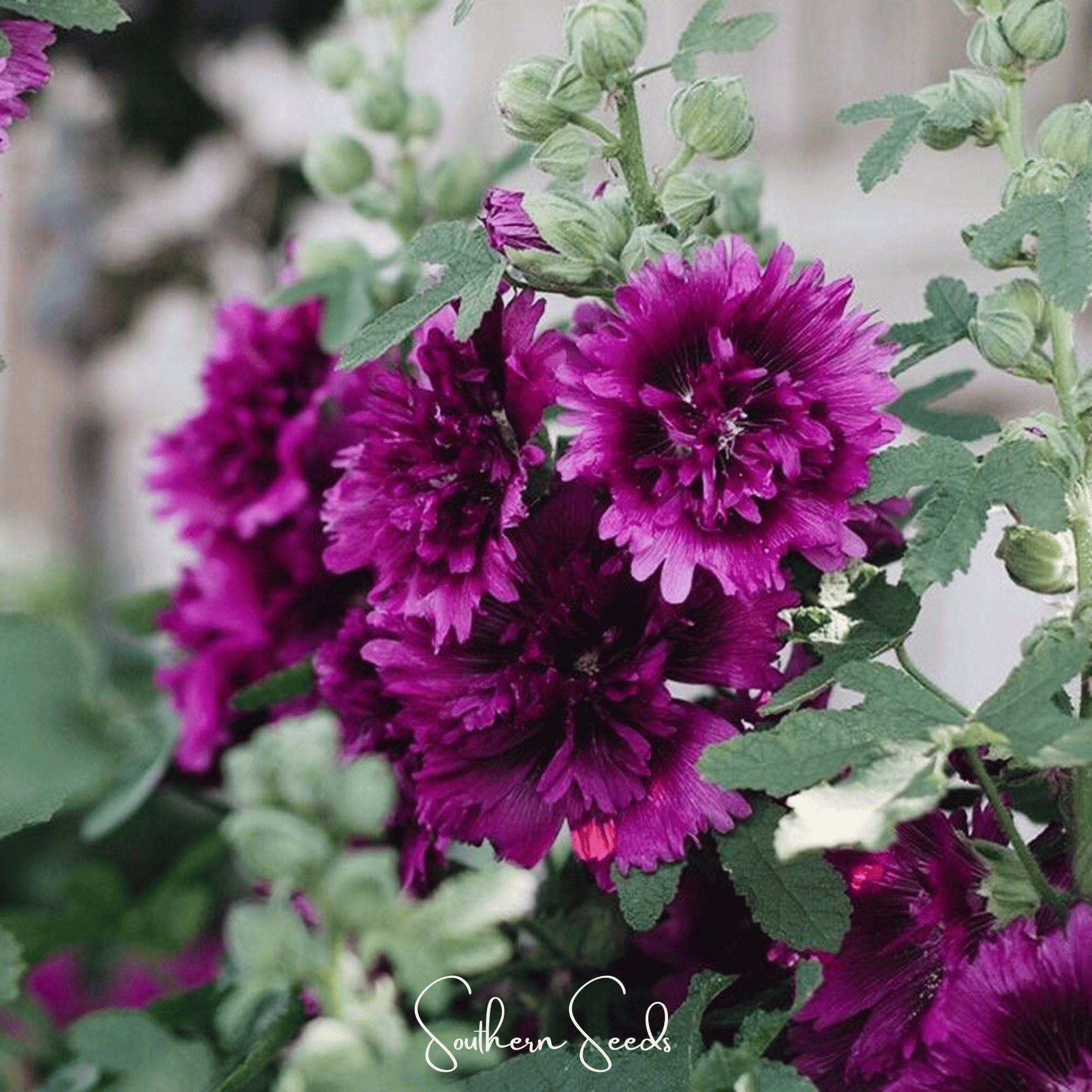 Queeny Purple Hollyhock – 25 Seeds