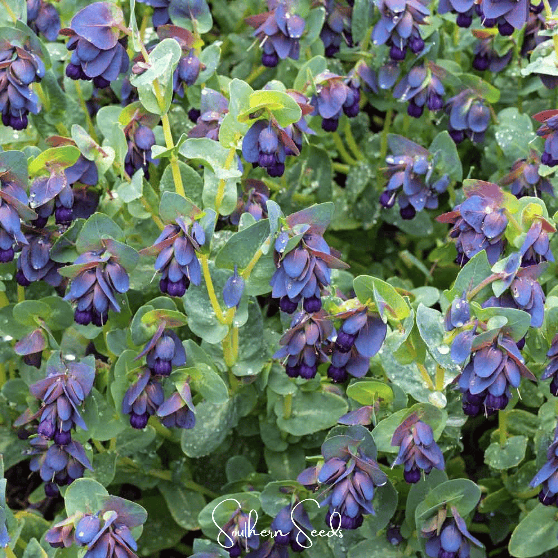 Blue Shrimp Honeywort – 10 Seeds