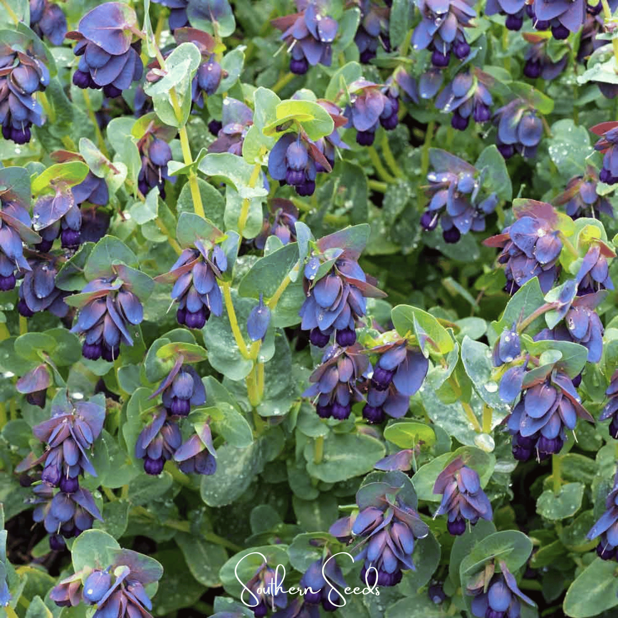 Blue Shrimp Honeywort – 10 Seeds
