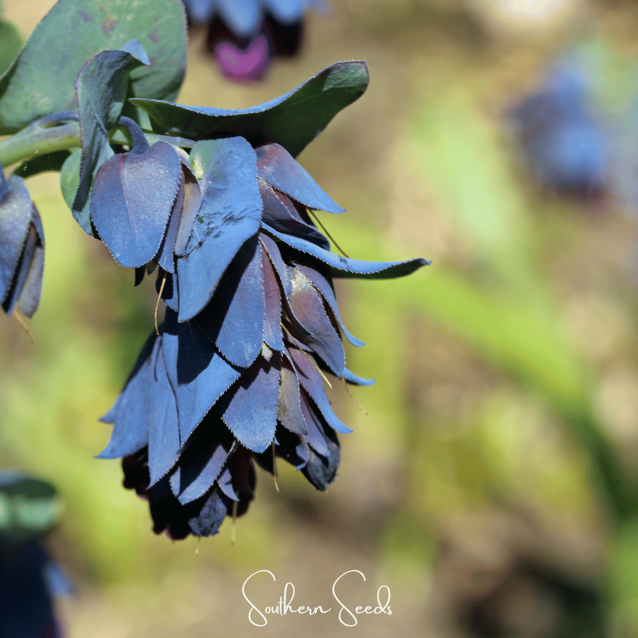 Blue Shrimp Honeywort – 10 Seeds