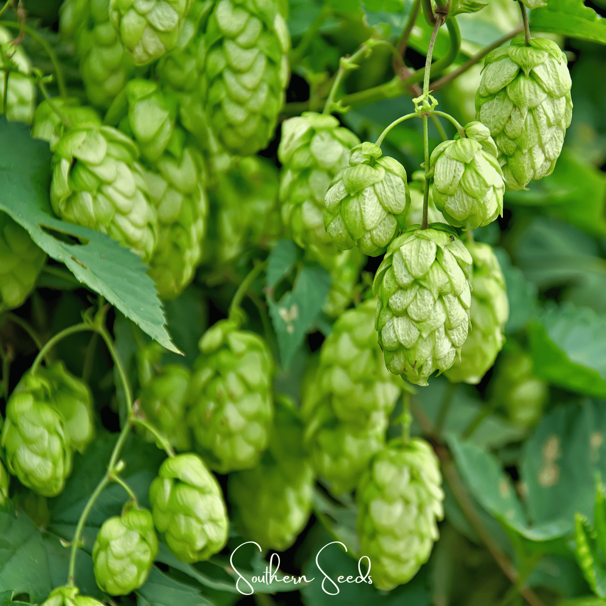 Beer Hops – 20 Seeds