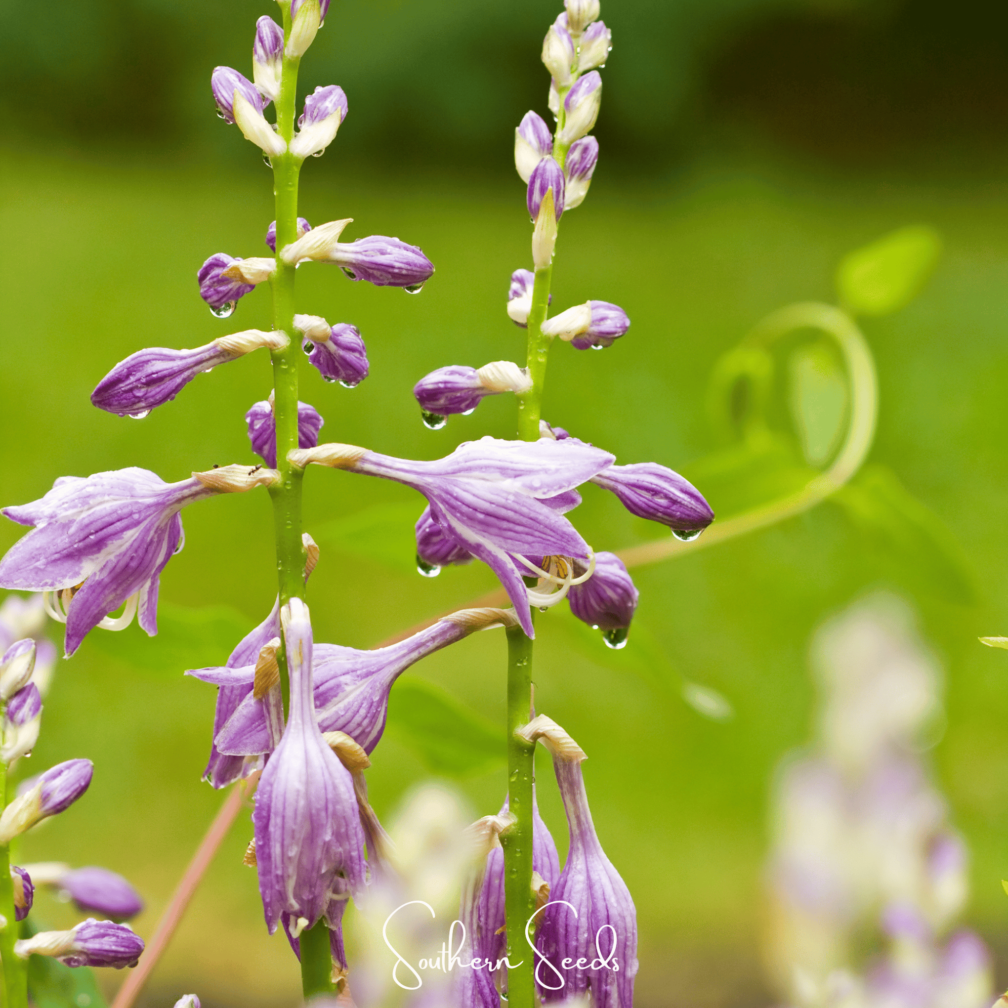 Blue Hosta – 25 Seeds