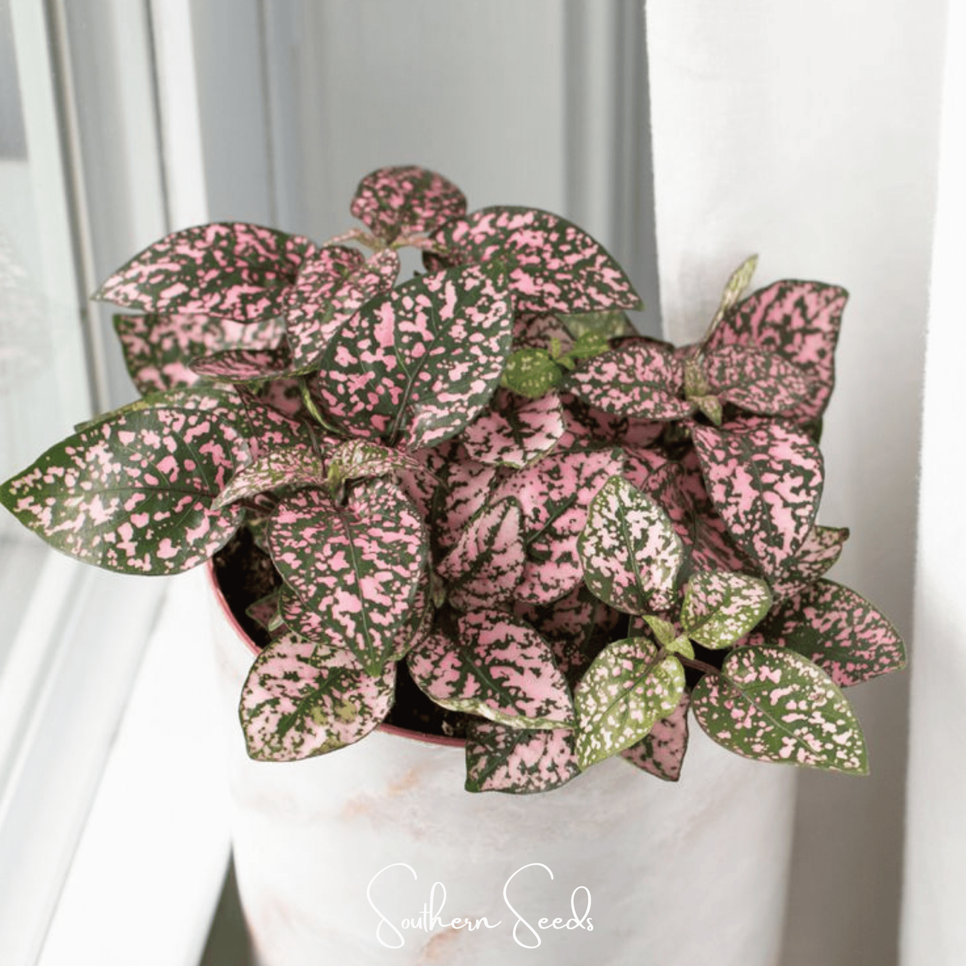 Pink Polka Dot Hypoestes – 25 Seeds