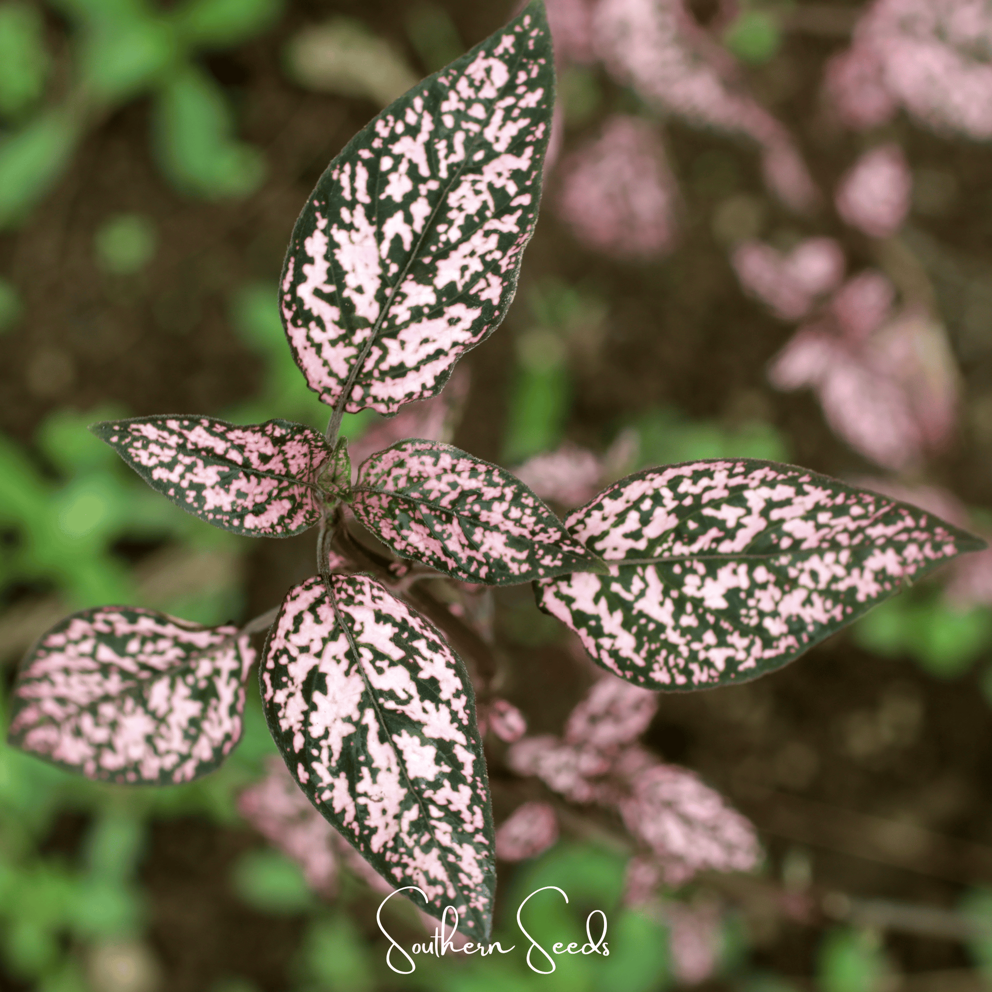 Pink Polka Dot Hypoestes – 25 Seeds