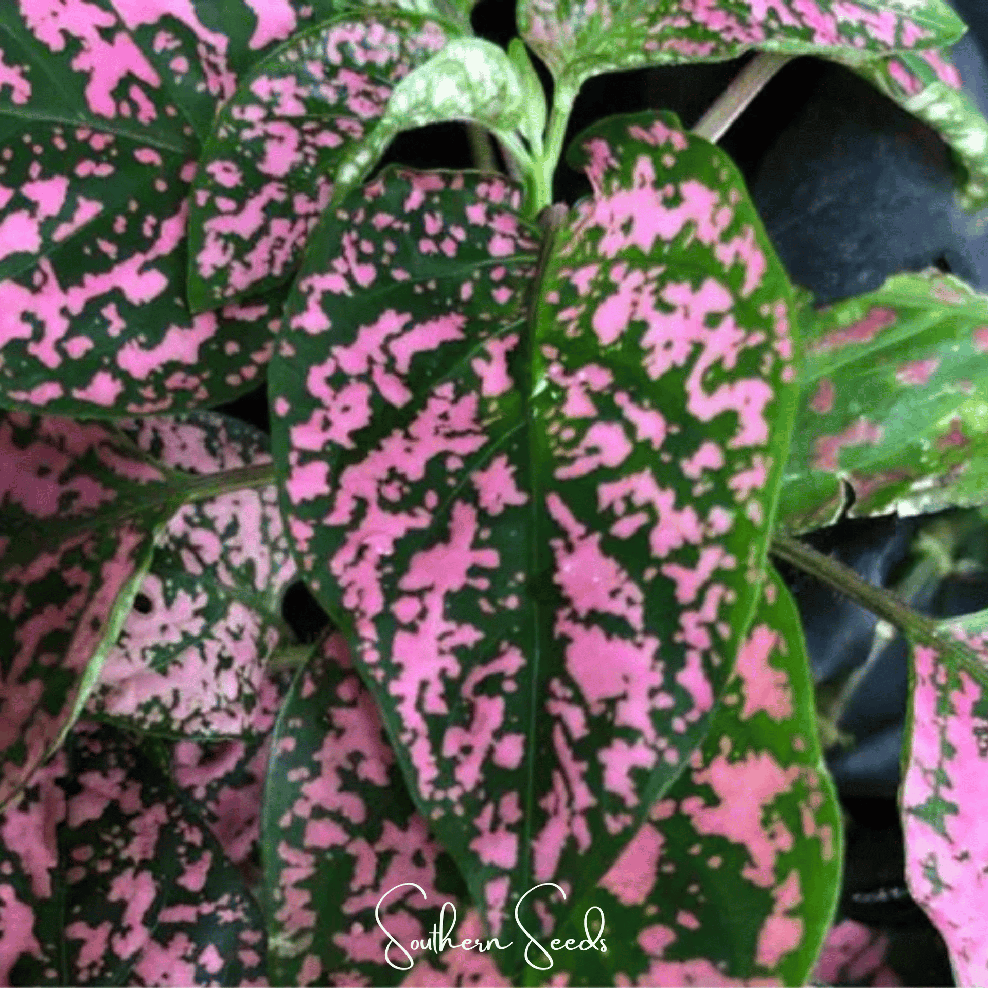 Pink Polka Dot Hypoestes – 25 Seeds