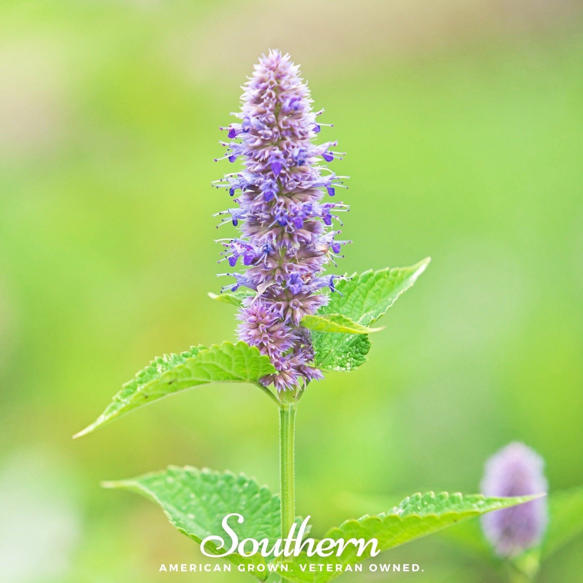 Anise Hyssop – 200 Seeds