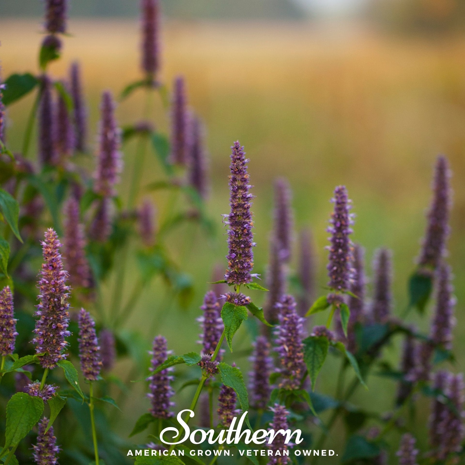 Anise Hyssop – 200 Seeds