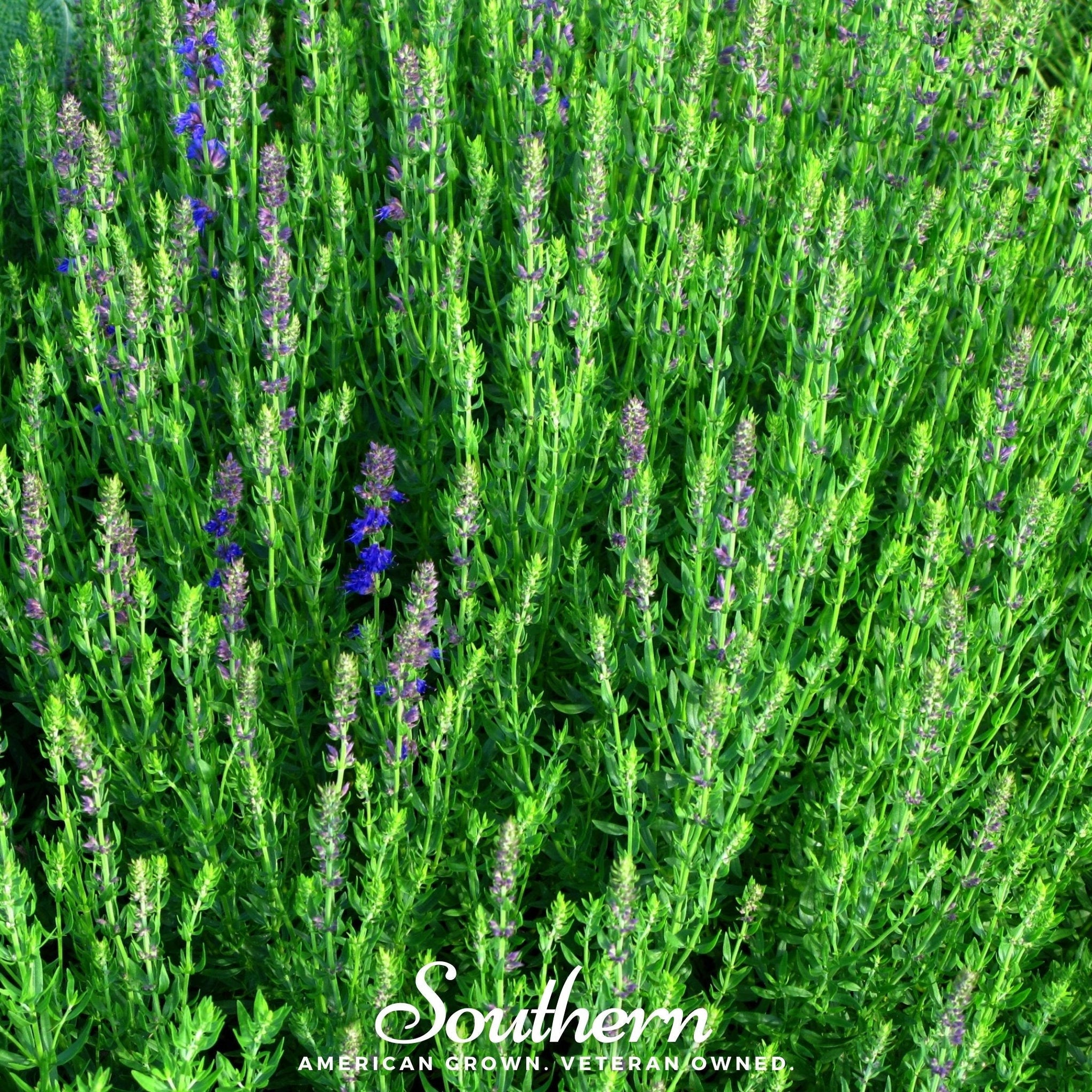 Blue Hyssop – 200 Seeds