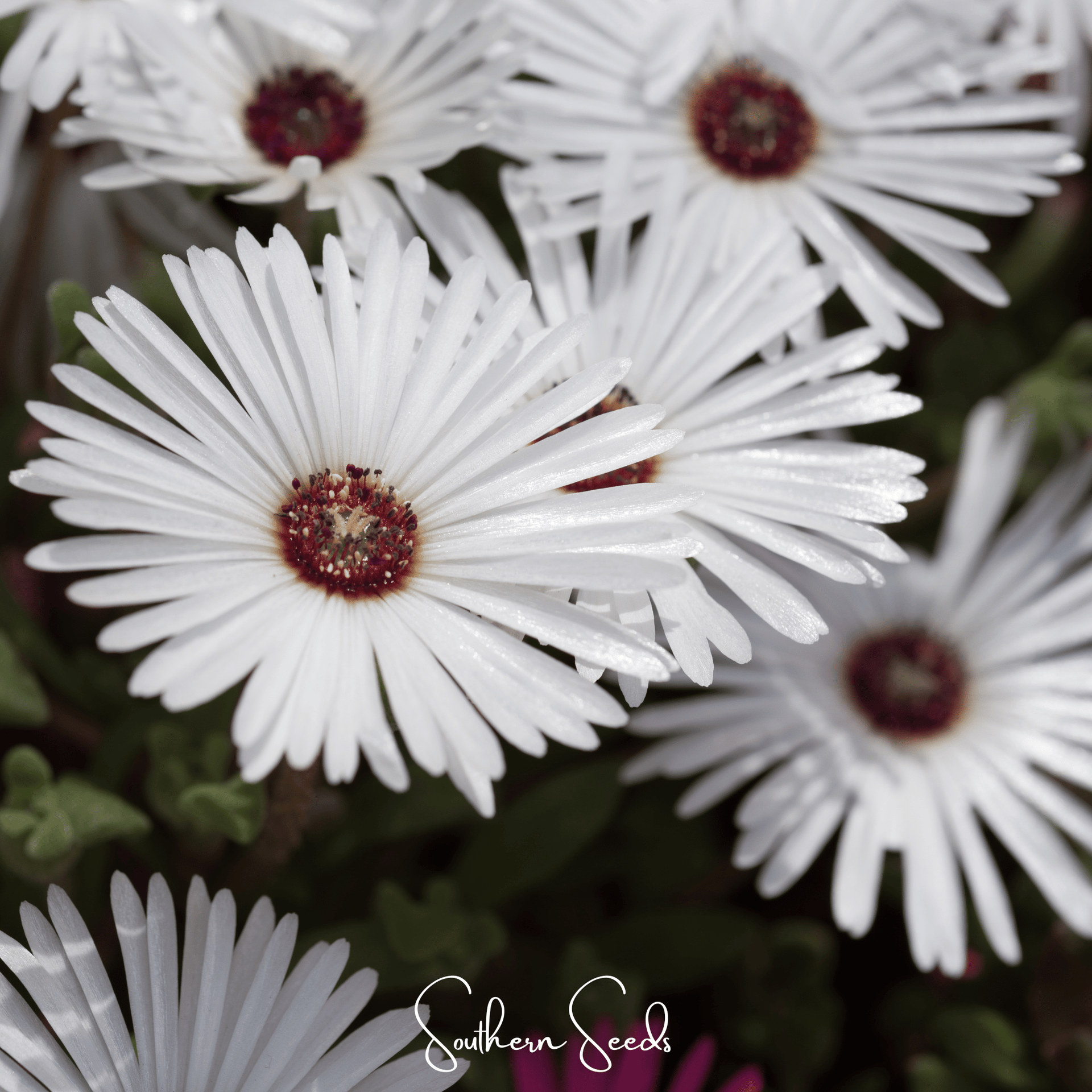 Gelato White Ice Plant – 200 Seeds
