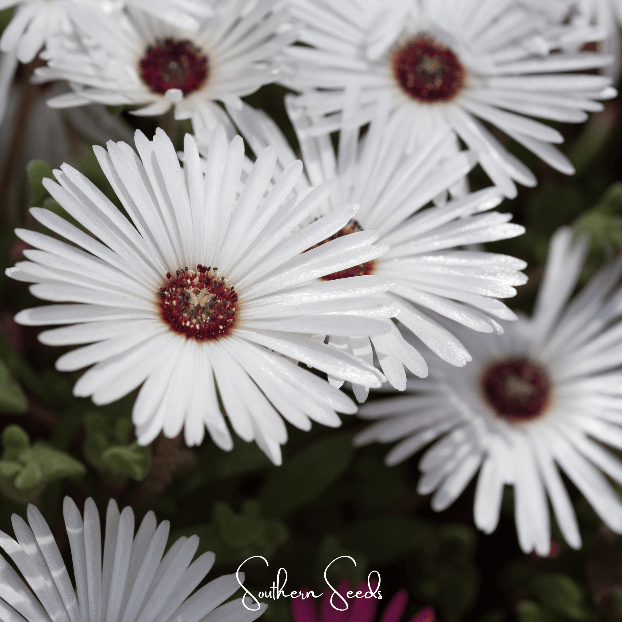 Gelato White Ice Plant – 200 Seeds