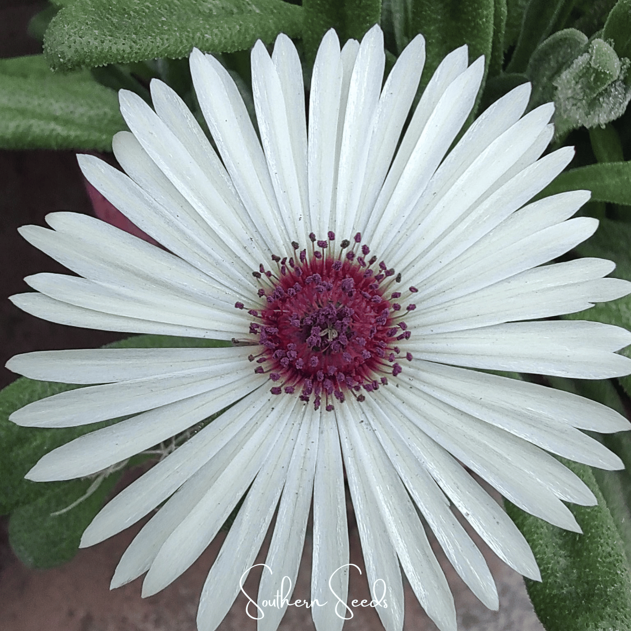 Gelato White Ice Plant – 200 Seeds