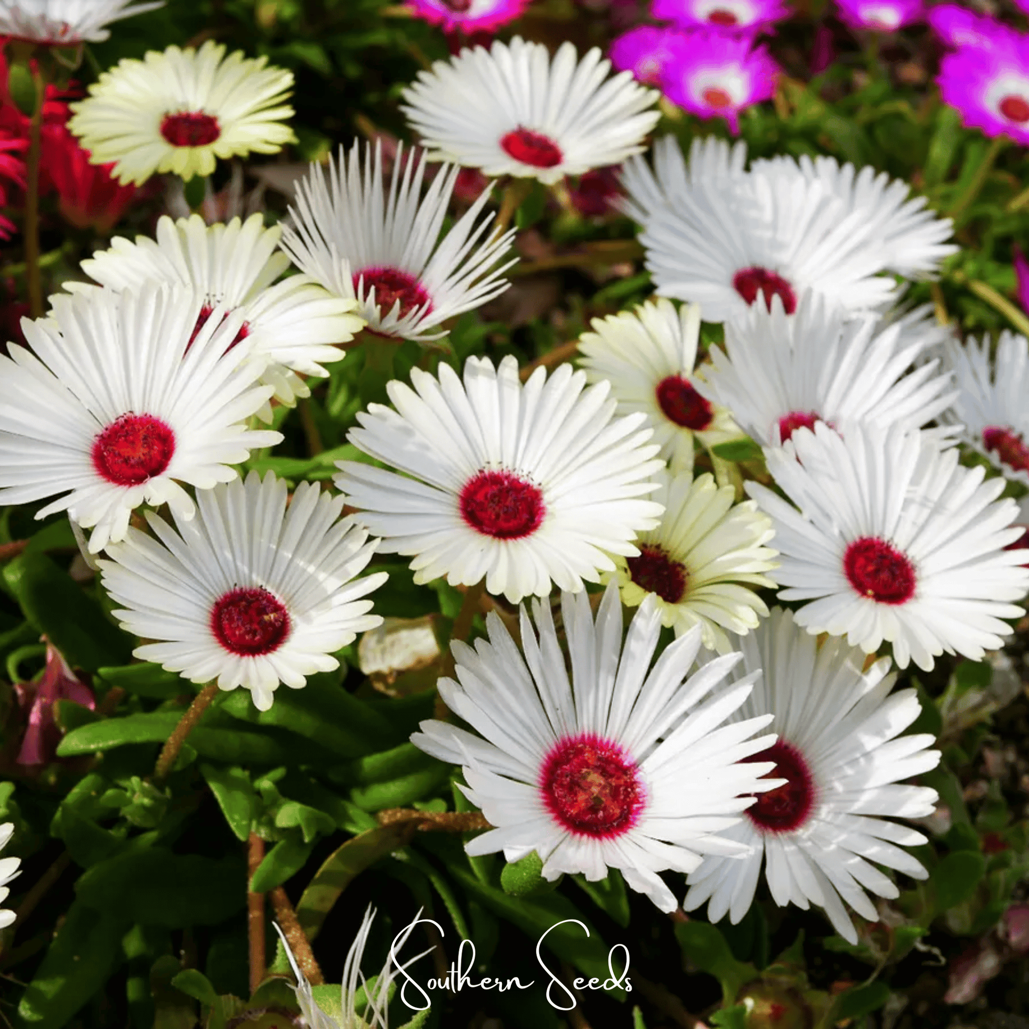 Gelato White Ice Plant – 200 Seeds