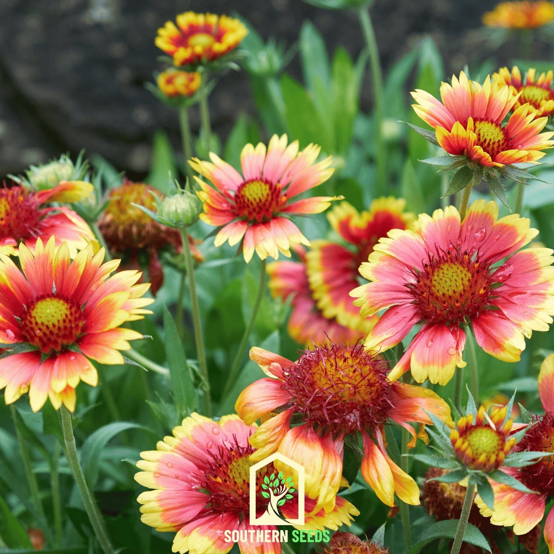 Indian Blanket – Firewheel – 200 Seeds