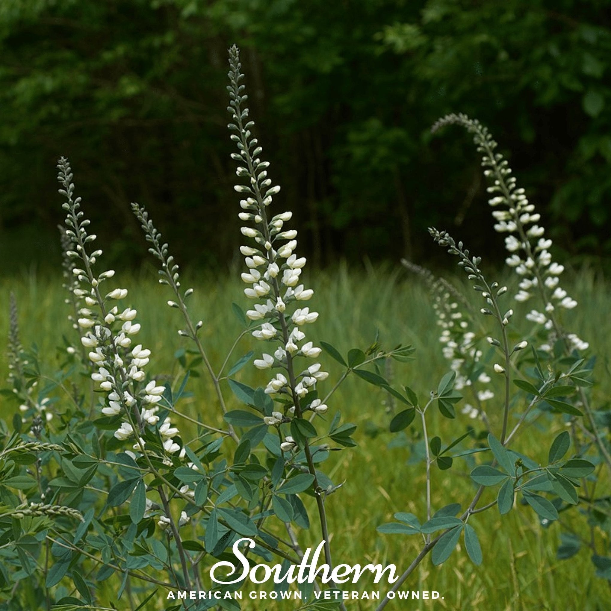 Wild White Indigo – 35 Seeds