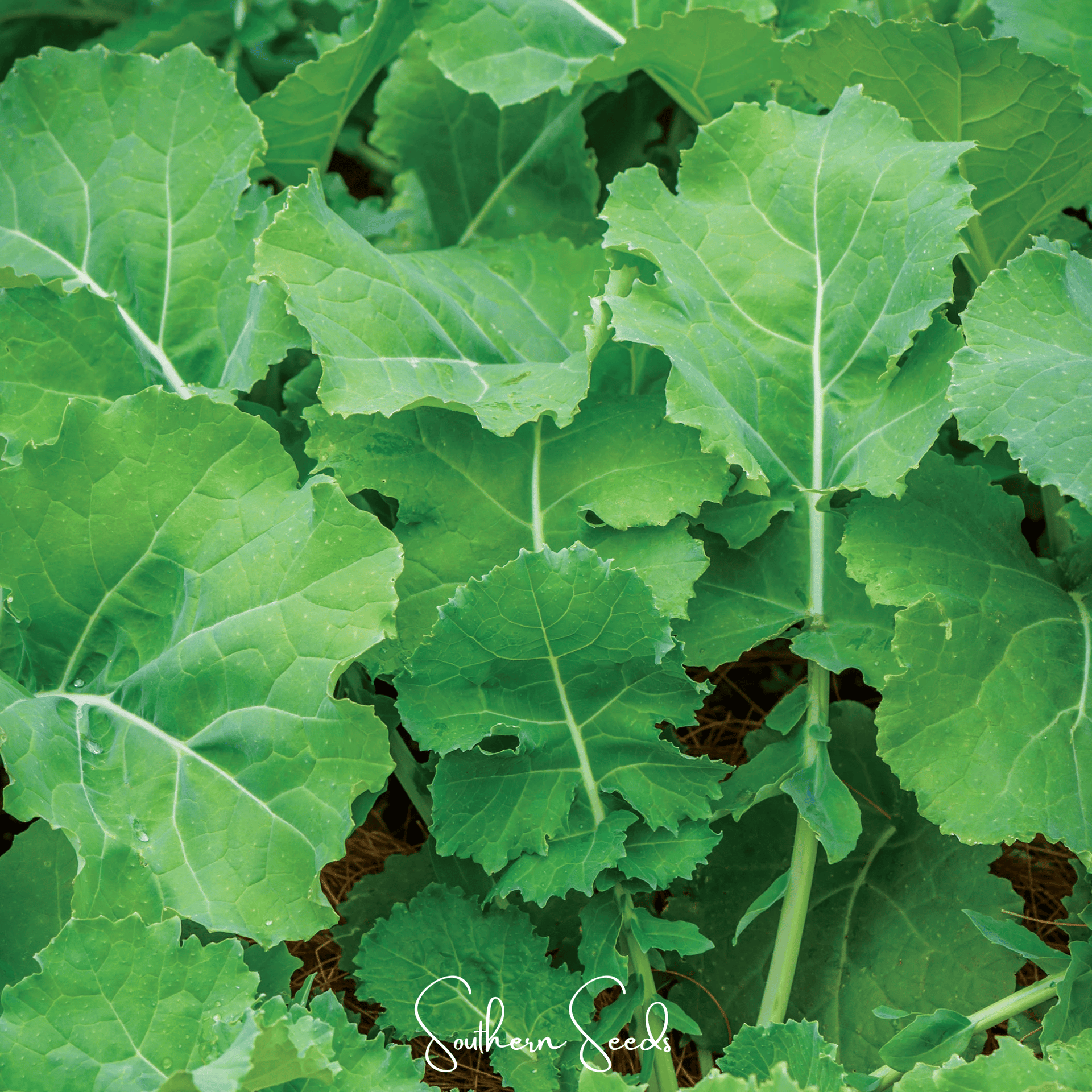 Premier Kale – 250 Seeds