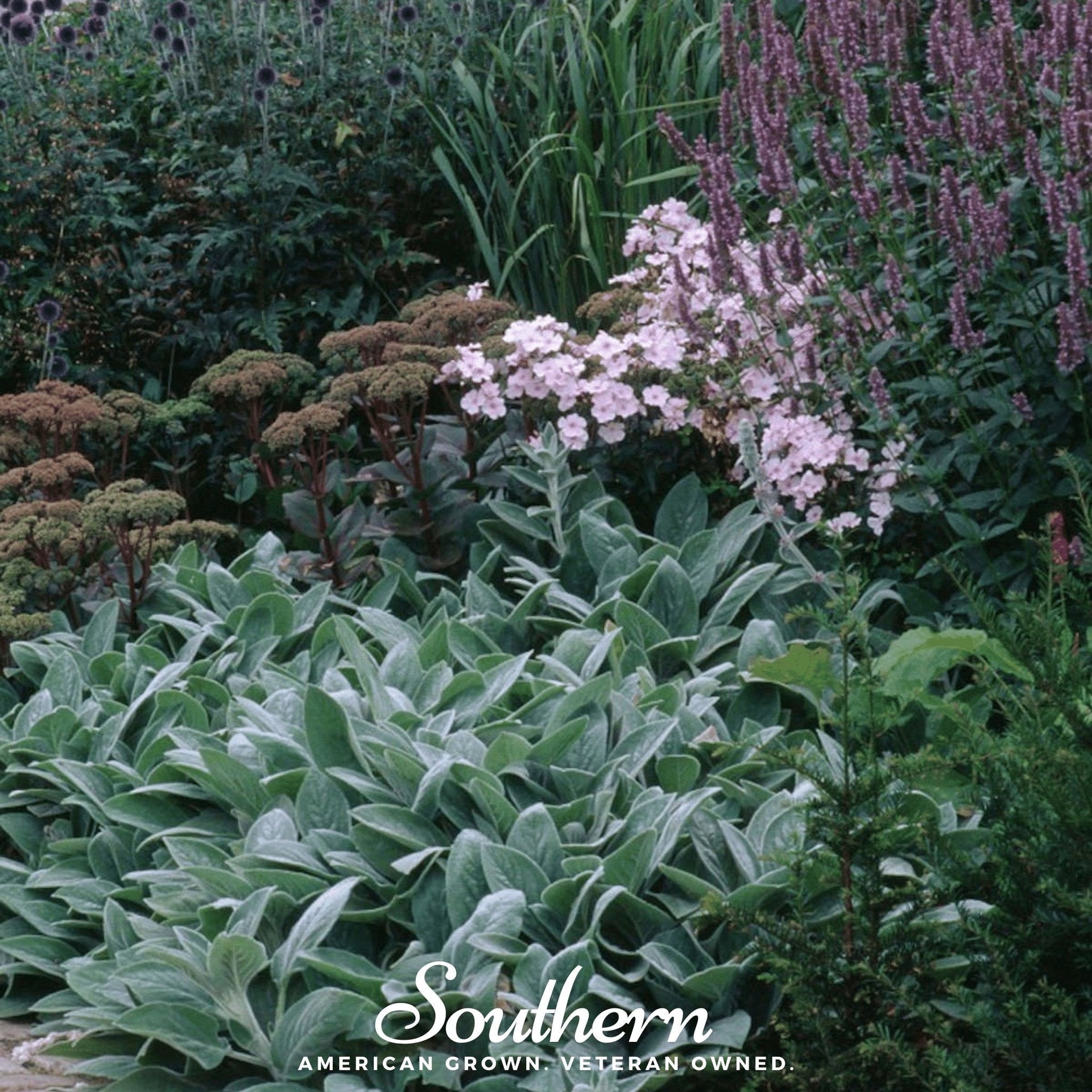 Lamb’s Ear – 50 Seeds