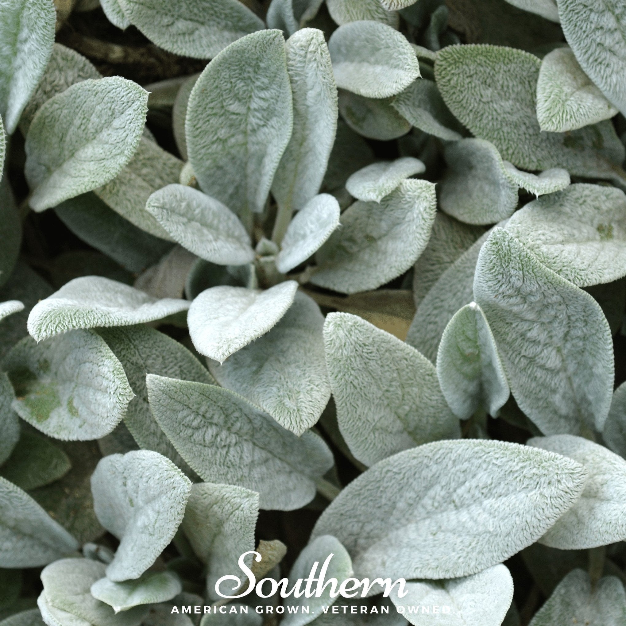 Lamb’s Ear – 50 Seeds