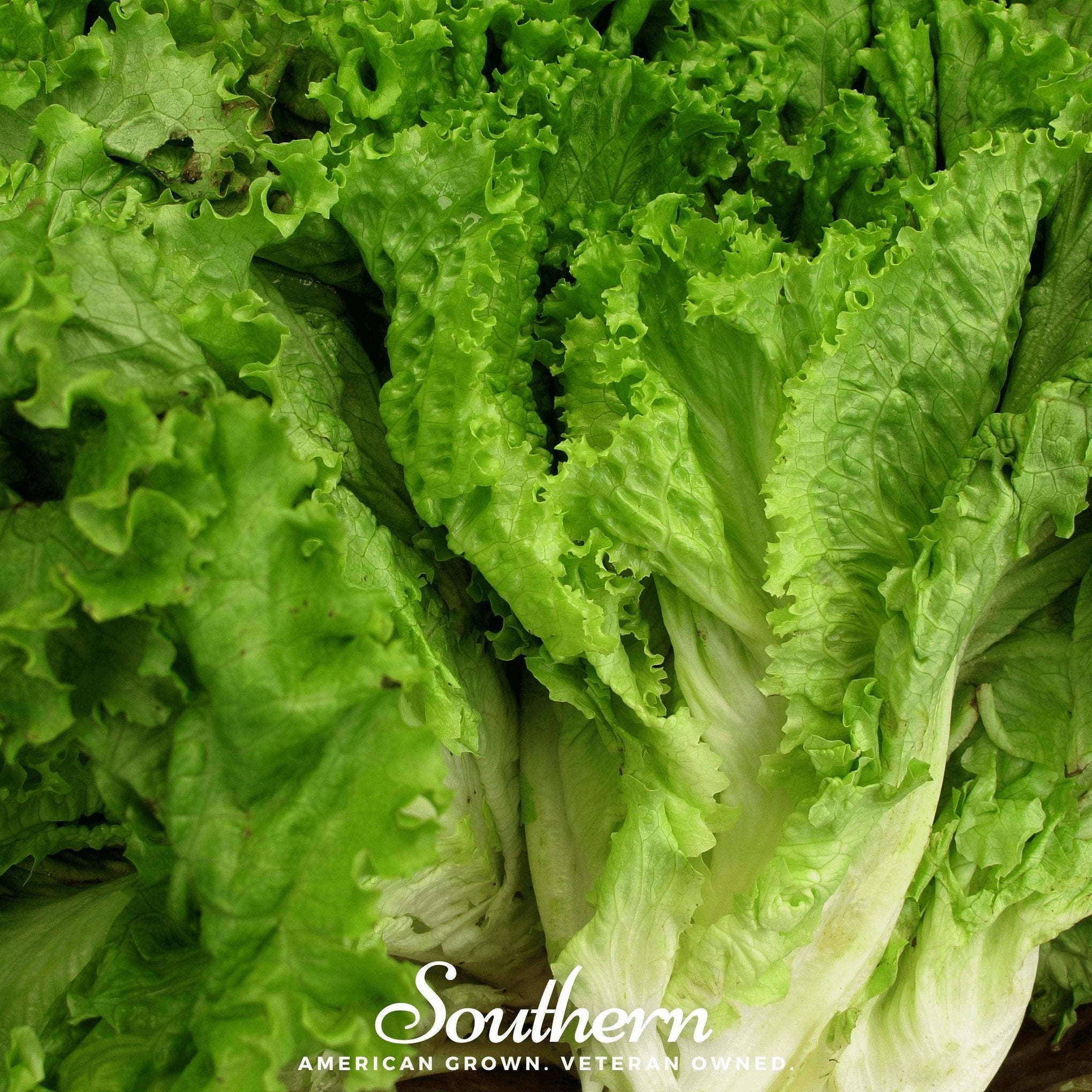 Green Ice Lettuce – 500 Seeds