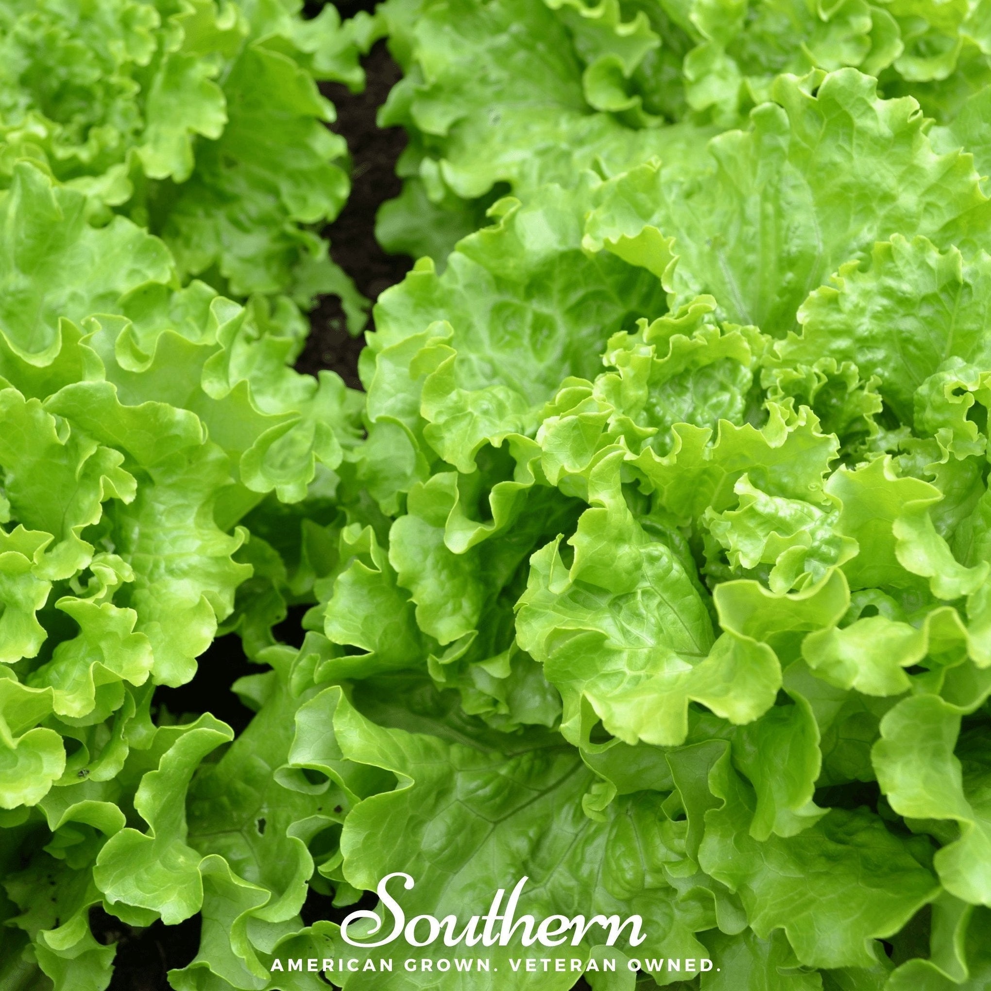 Green Ice Lettuce – 500 Seeds