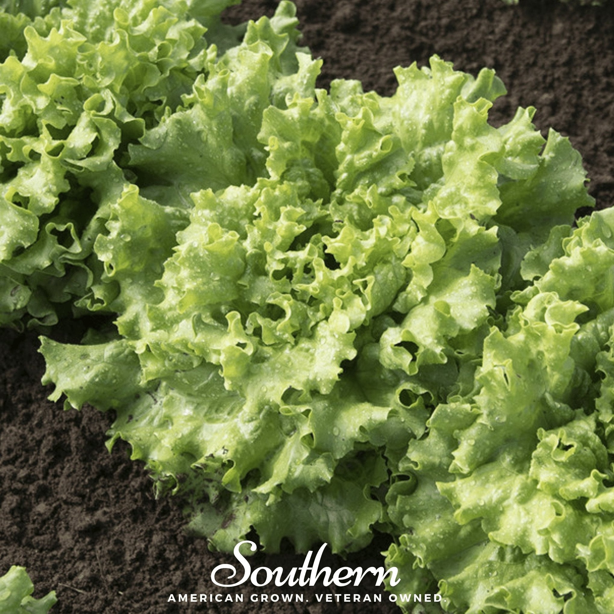 Green Ice Lettuce – 500 Seeds
