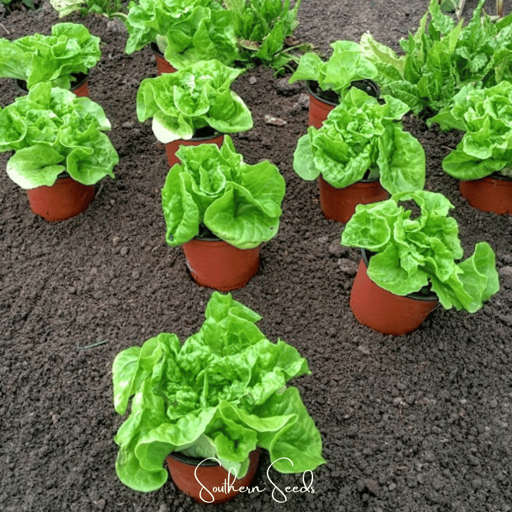 Tom Thumb Butterhead Lettuce – 500 Seeds