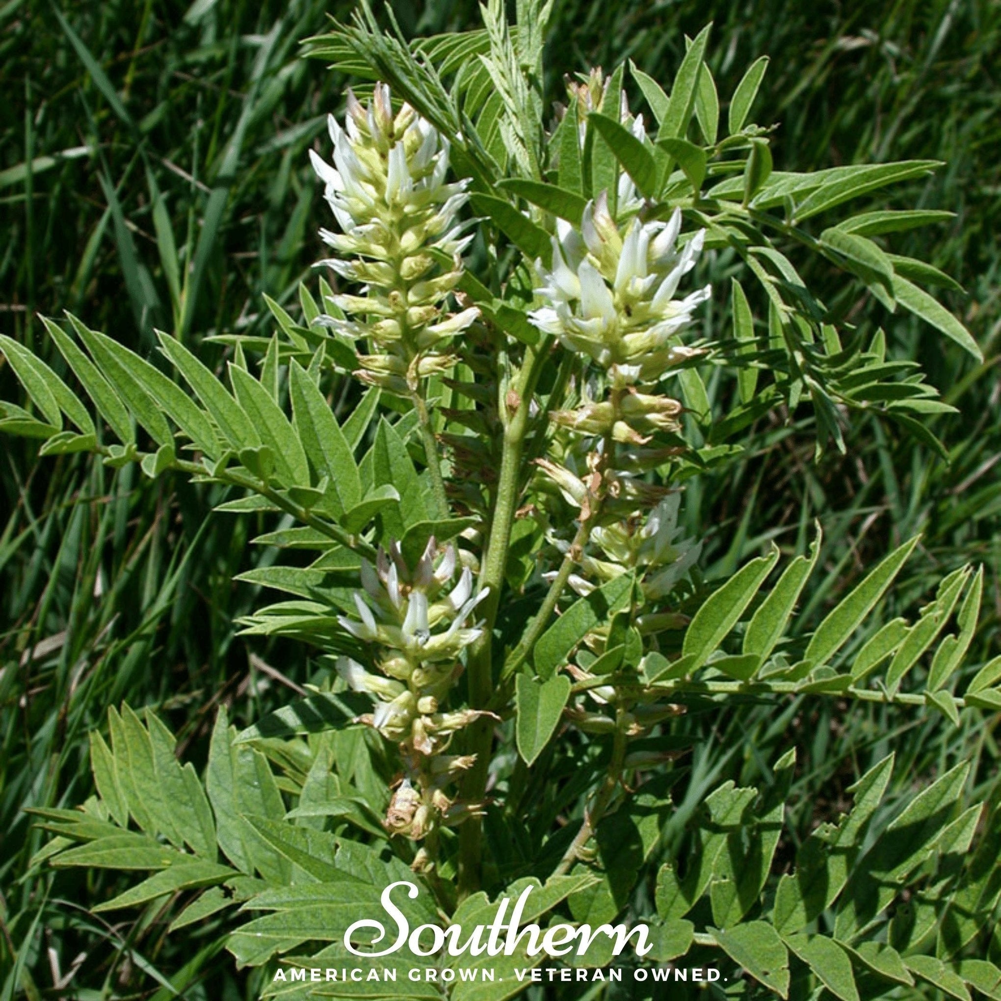 American Wild Licorice – 40 Seeds